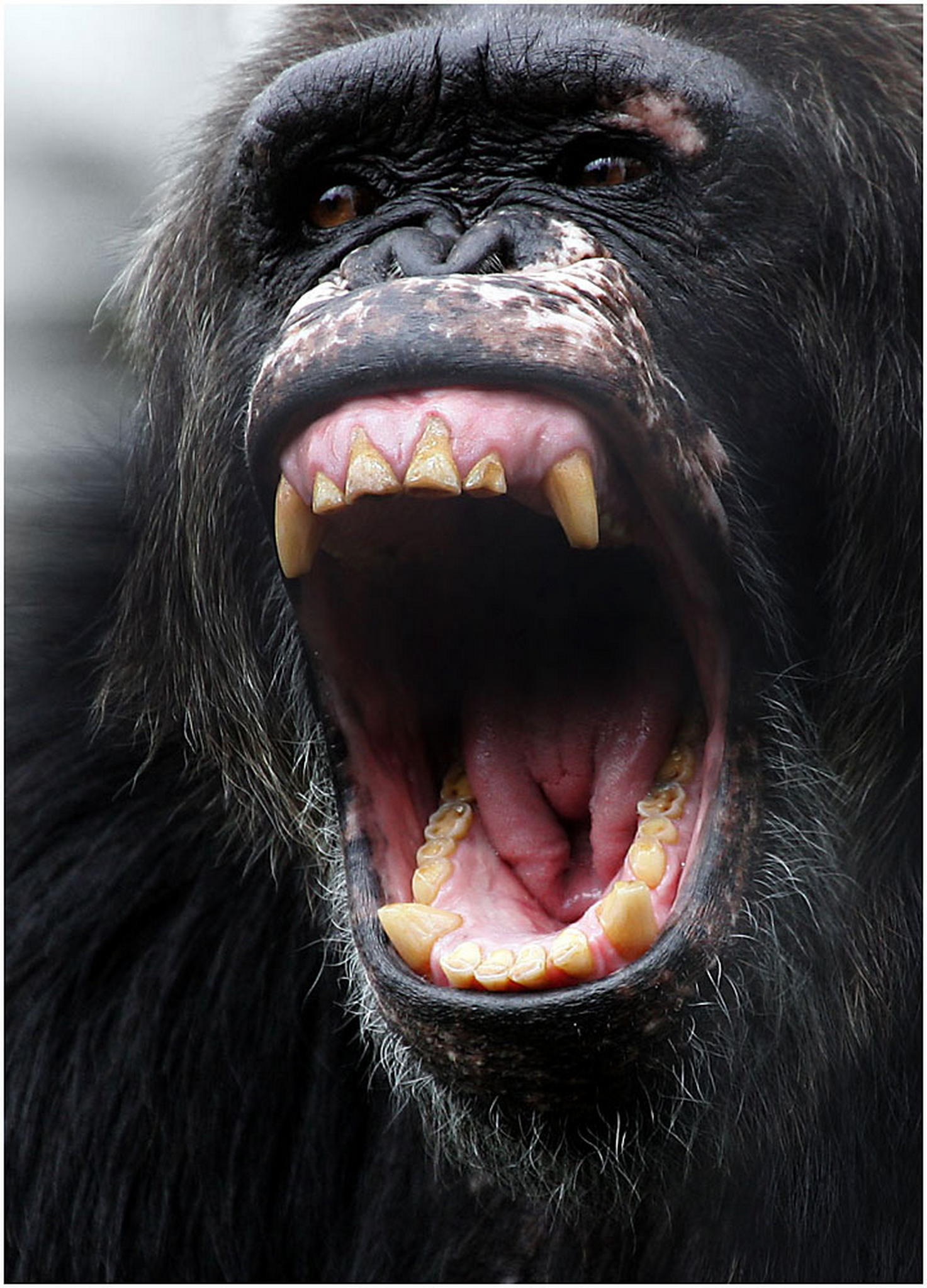 Der schrei 6010395141 o