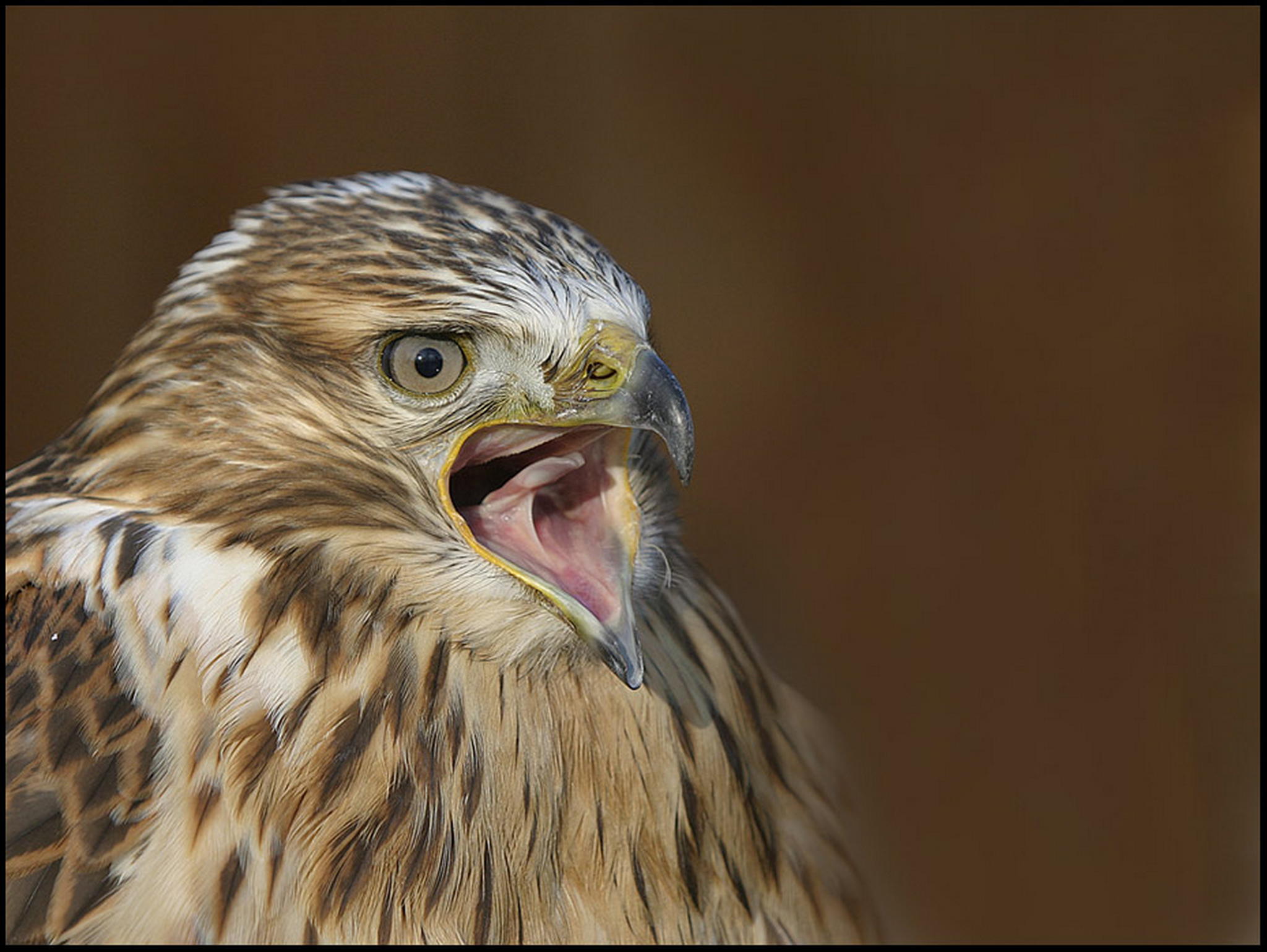 Der schrei 6011072064 o