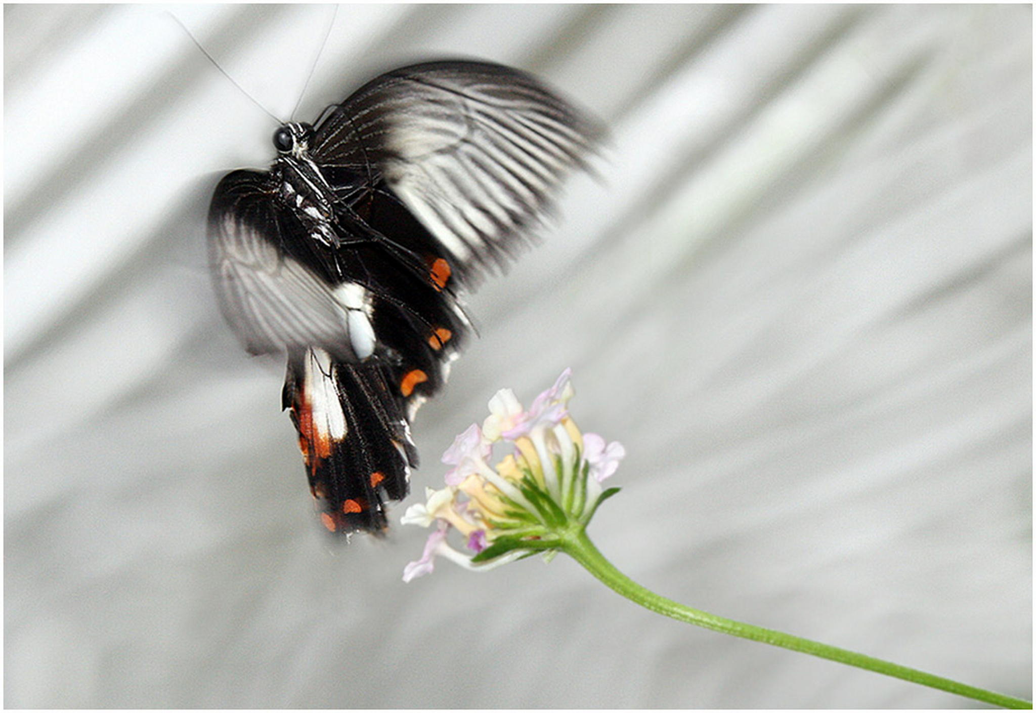 Der tanz des schmetterling 6010551093 o