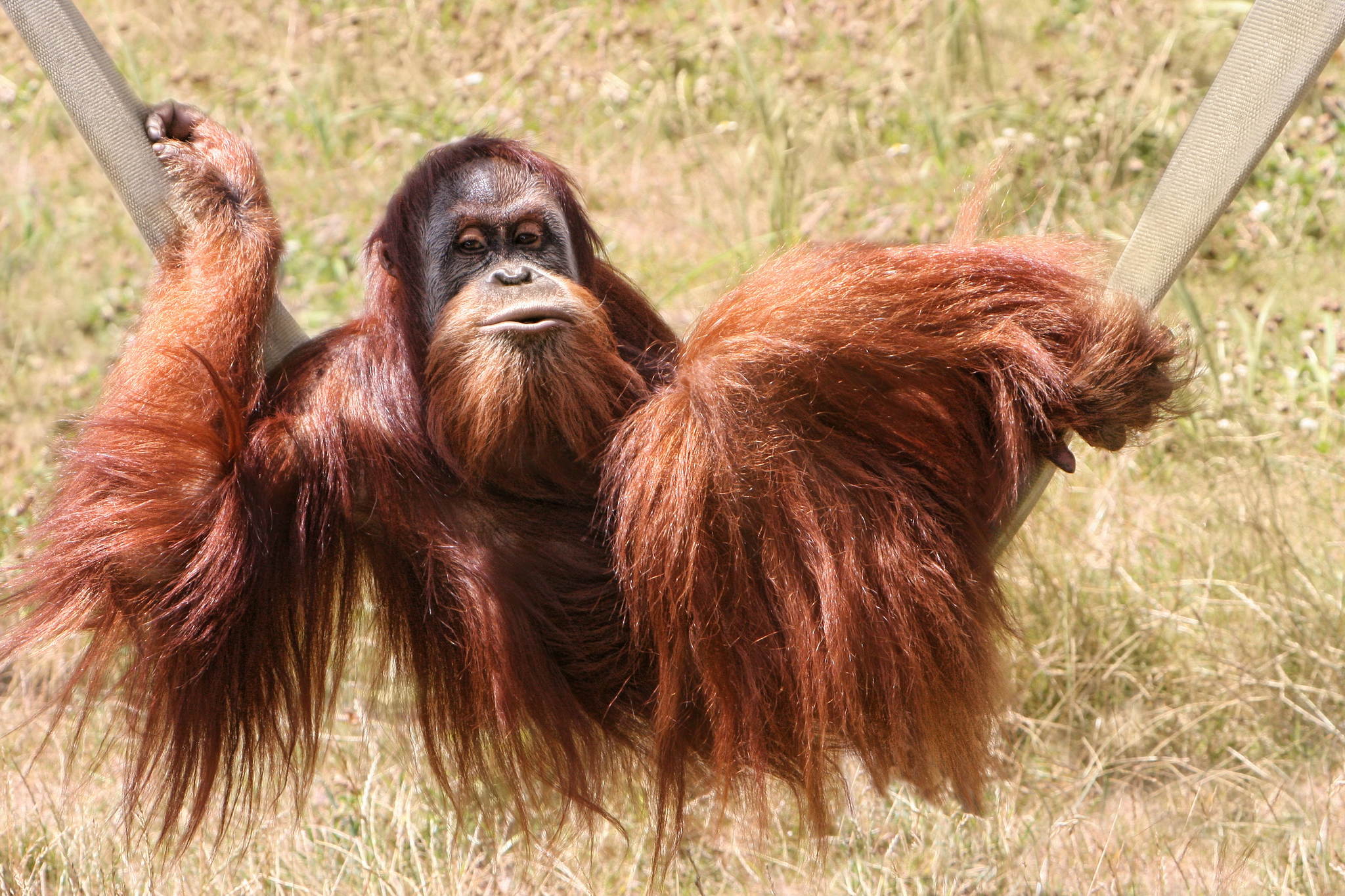 Der waldmensch 14056443092 o