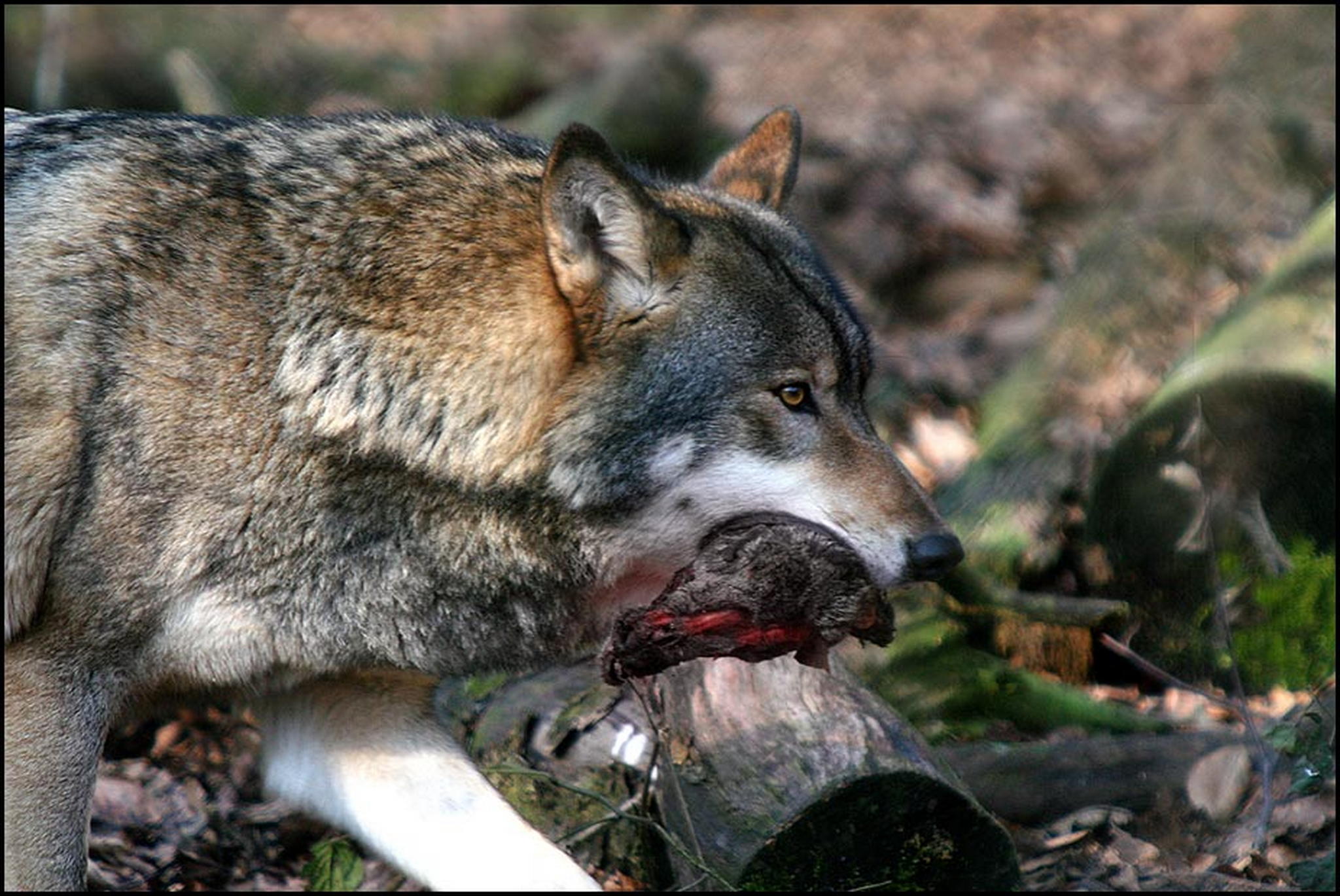 Die beute 6011082450 o