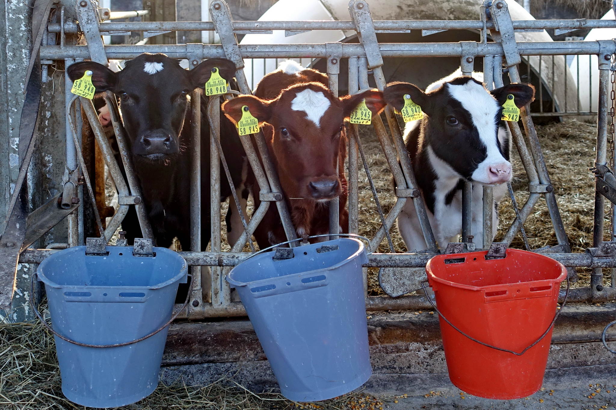 Die drei von der milchtankstelle 16894307369 o