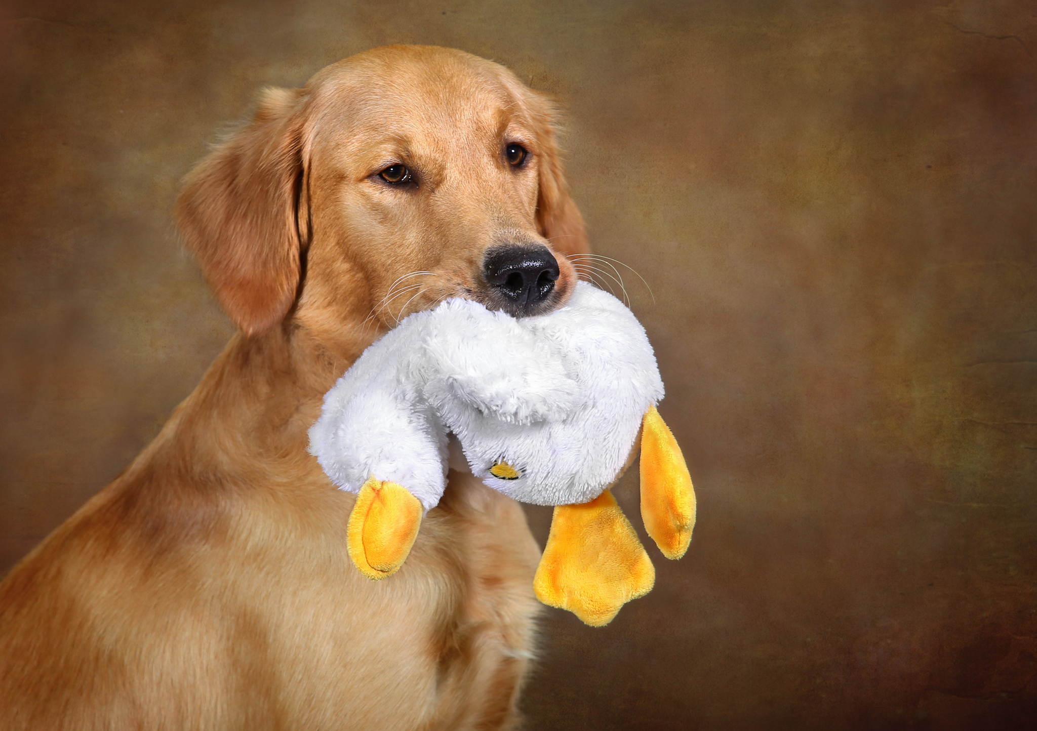 Die ente 24315721570 o