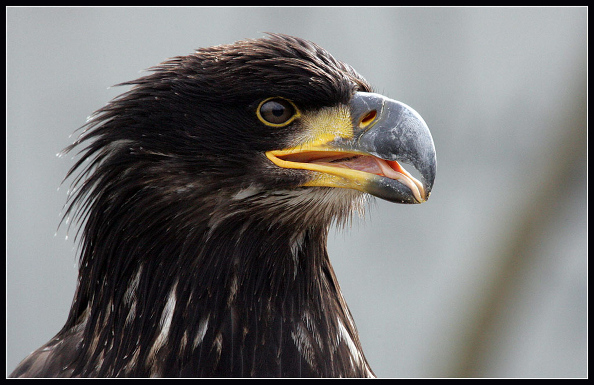 Die haben doch ne lange zunge 6010389373 o