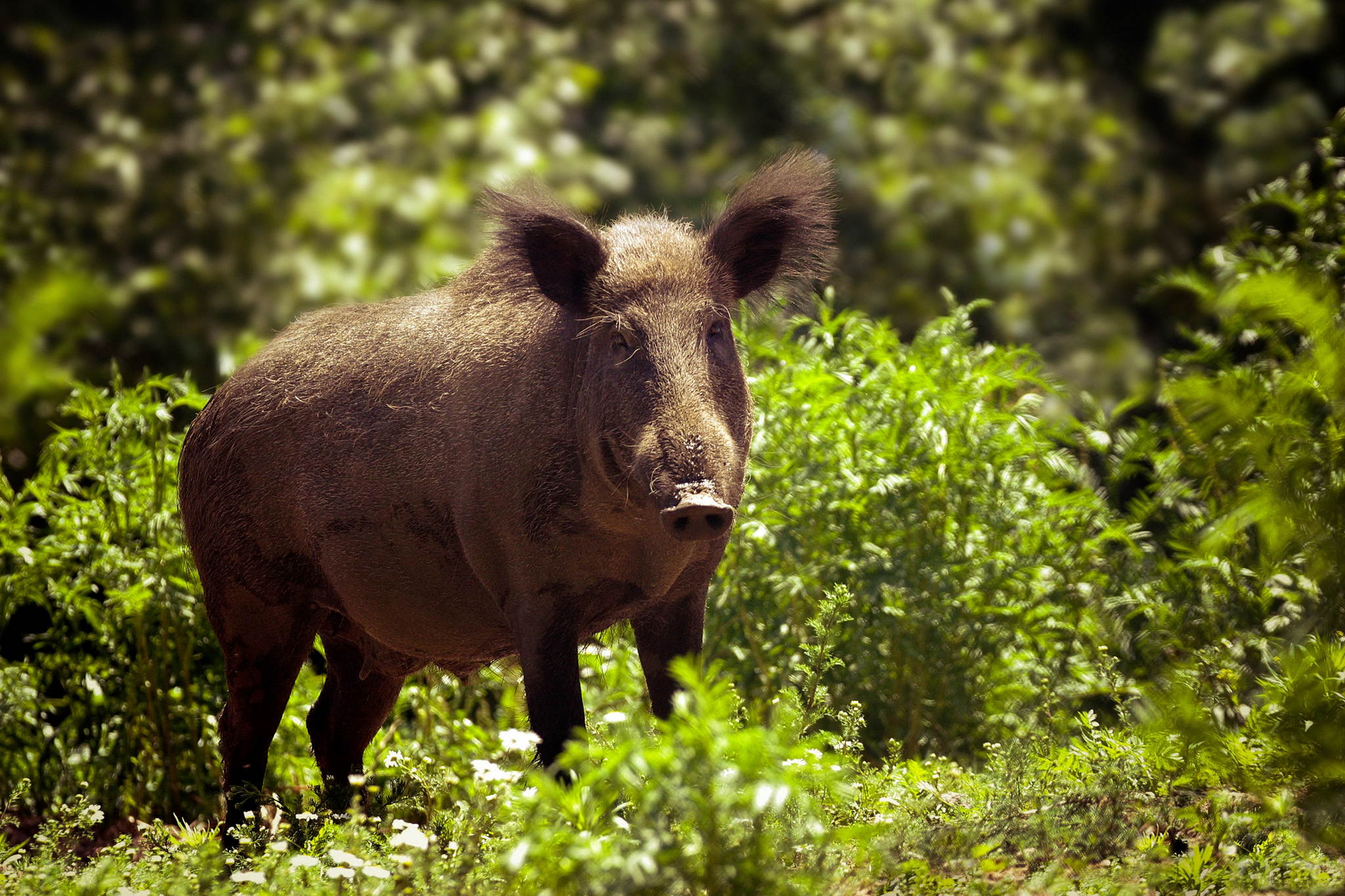 Die sau 14001225971 o