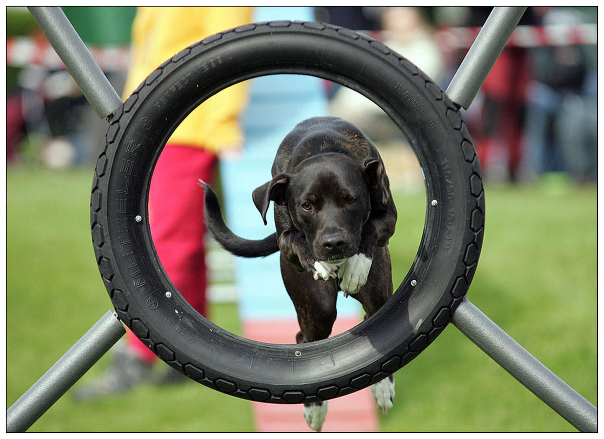 Die schnellen hunde von saarbrcken 6010944446 o