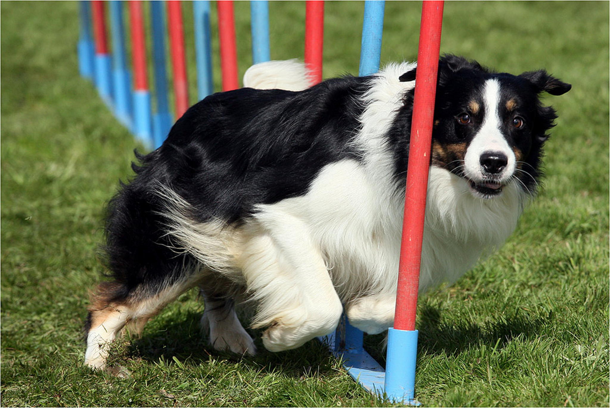 Die schnellen hunde von saarbrcken 6011026370 o