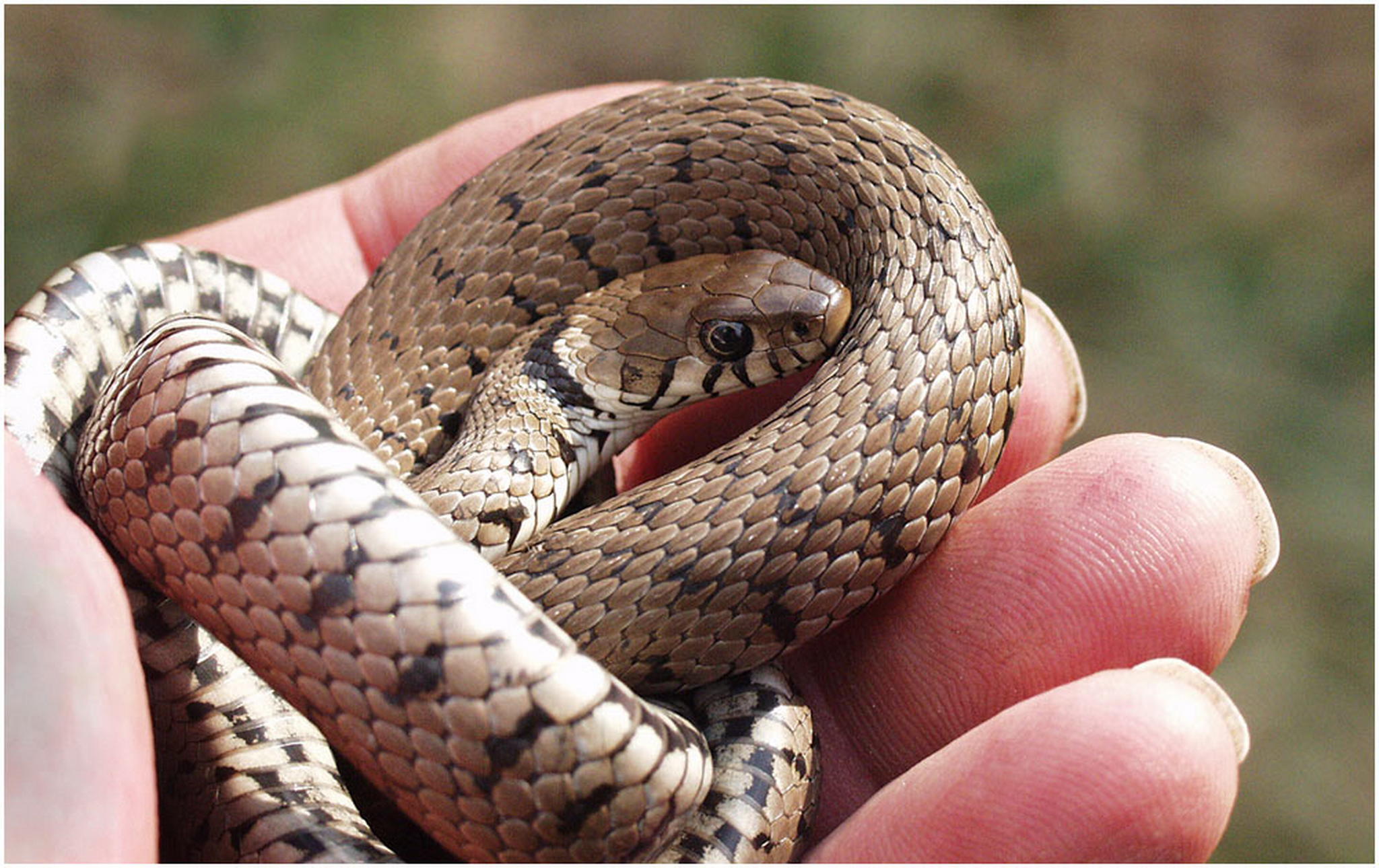 Die wrme meiner hand 6010466335 o