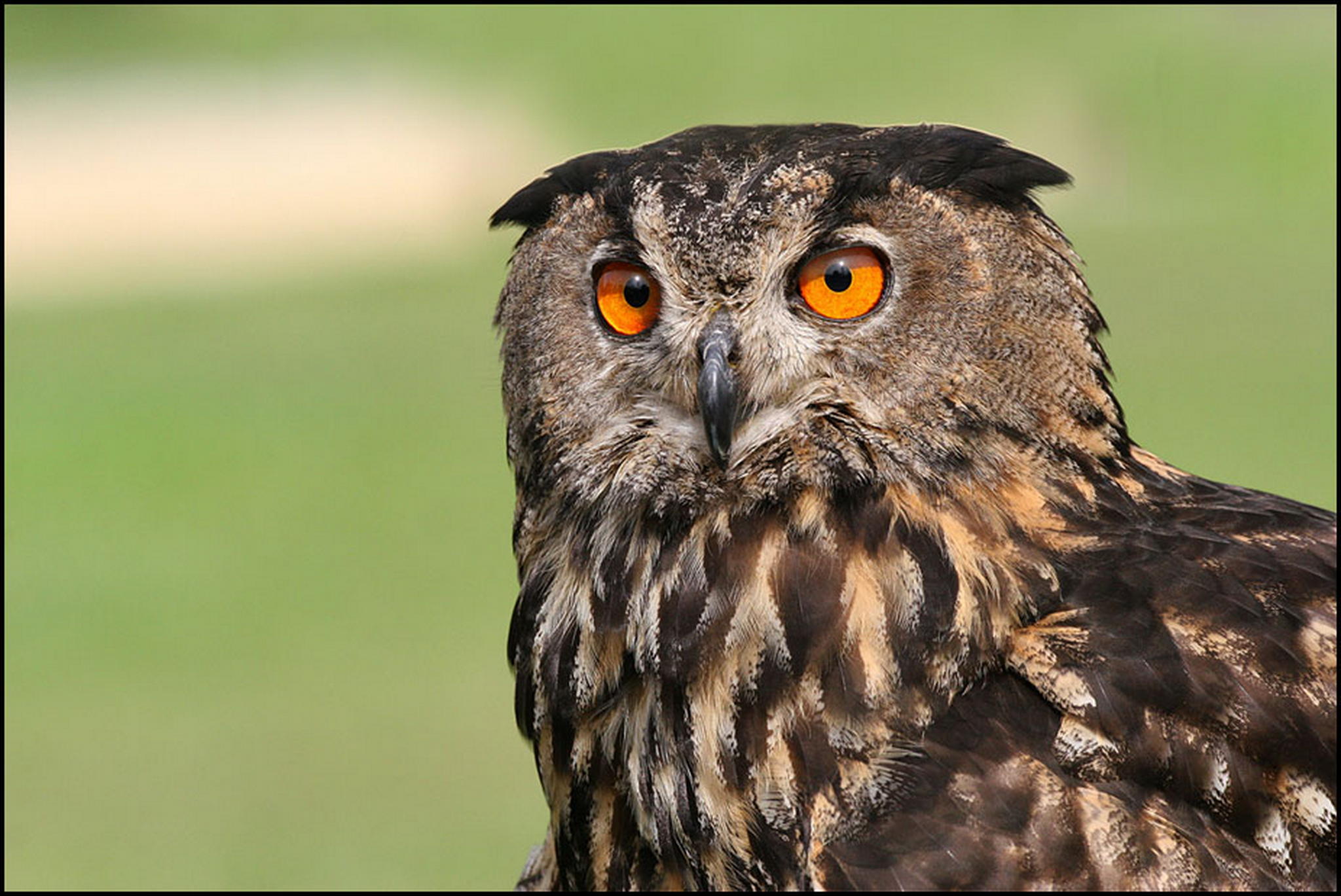 Diese augen sind eigentlich fr die nacht gemacht 6011070460 o