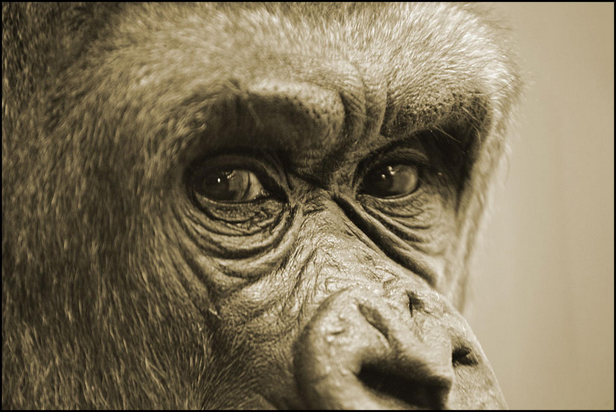 Dschungelknig im exil 6011102894 o