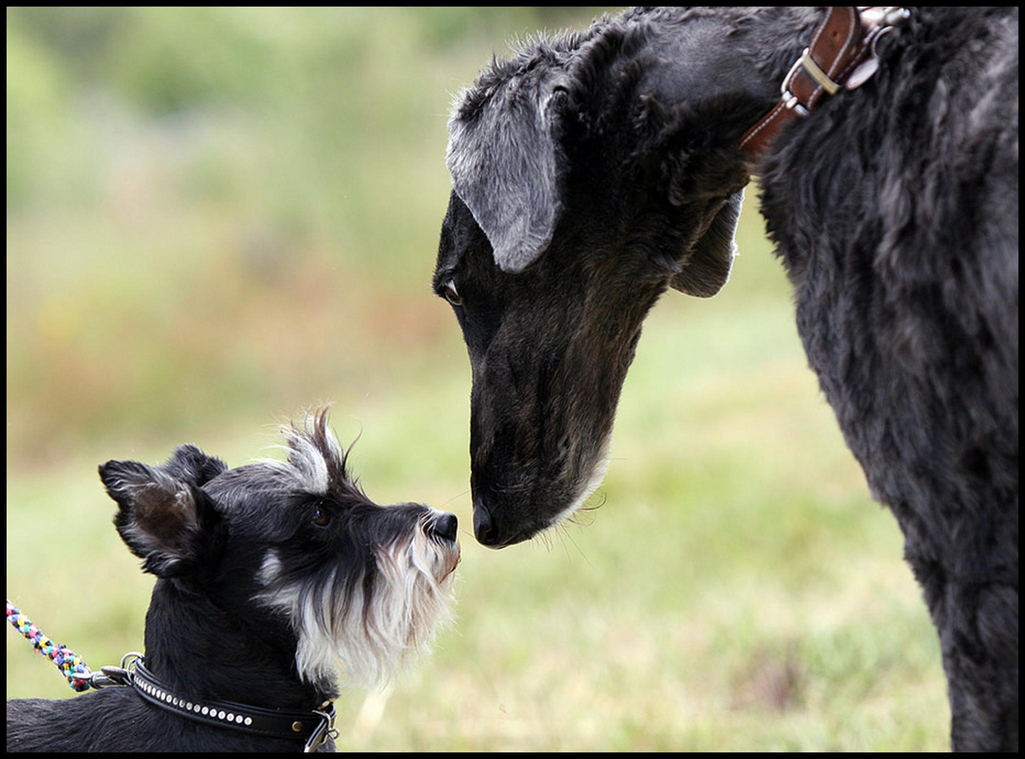 Du auch hund 6011088090 o