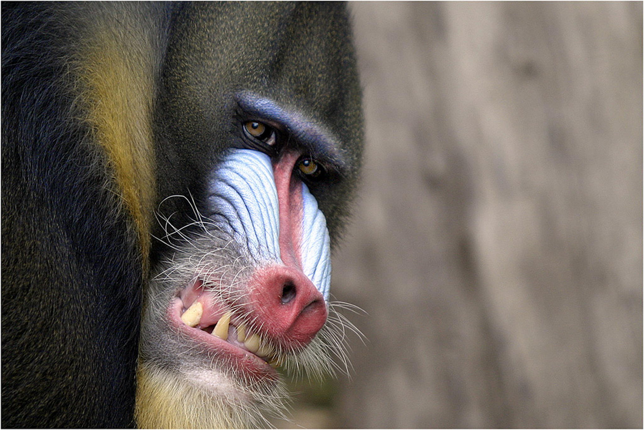 Du nervst 6010384055 o