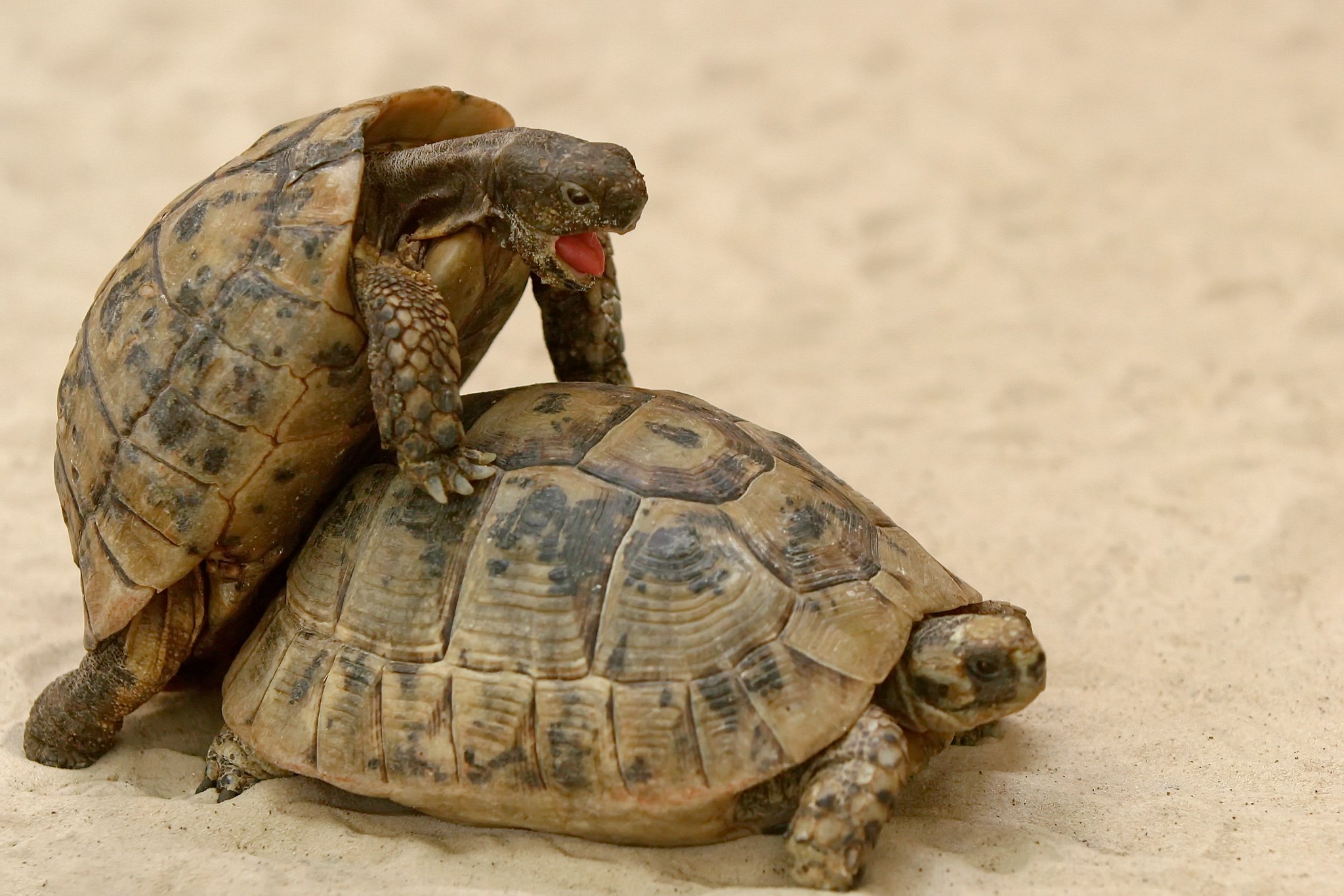 Echstase 13466819213 o