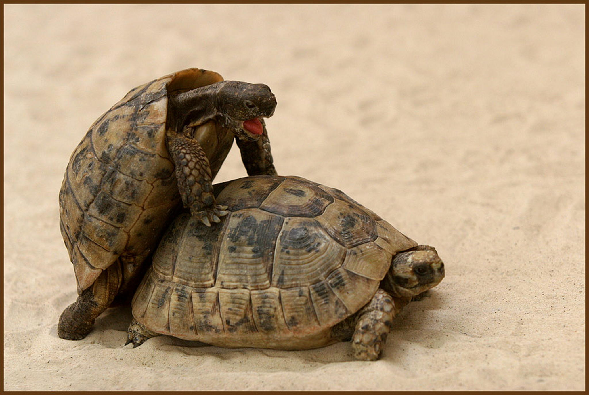 Echstase 6010537285 o