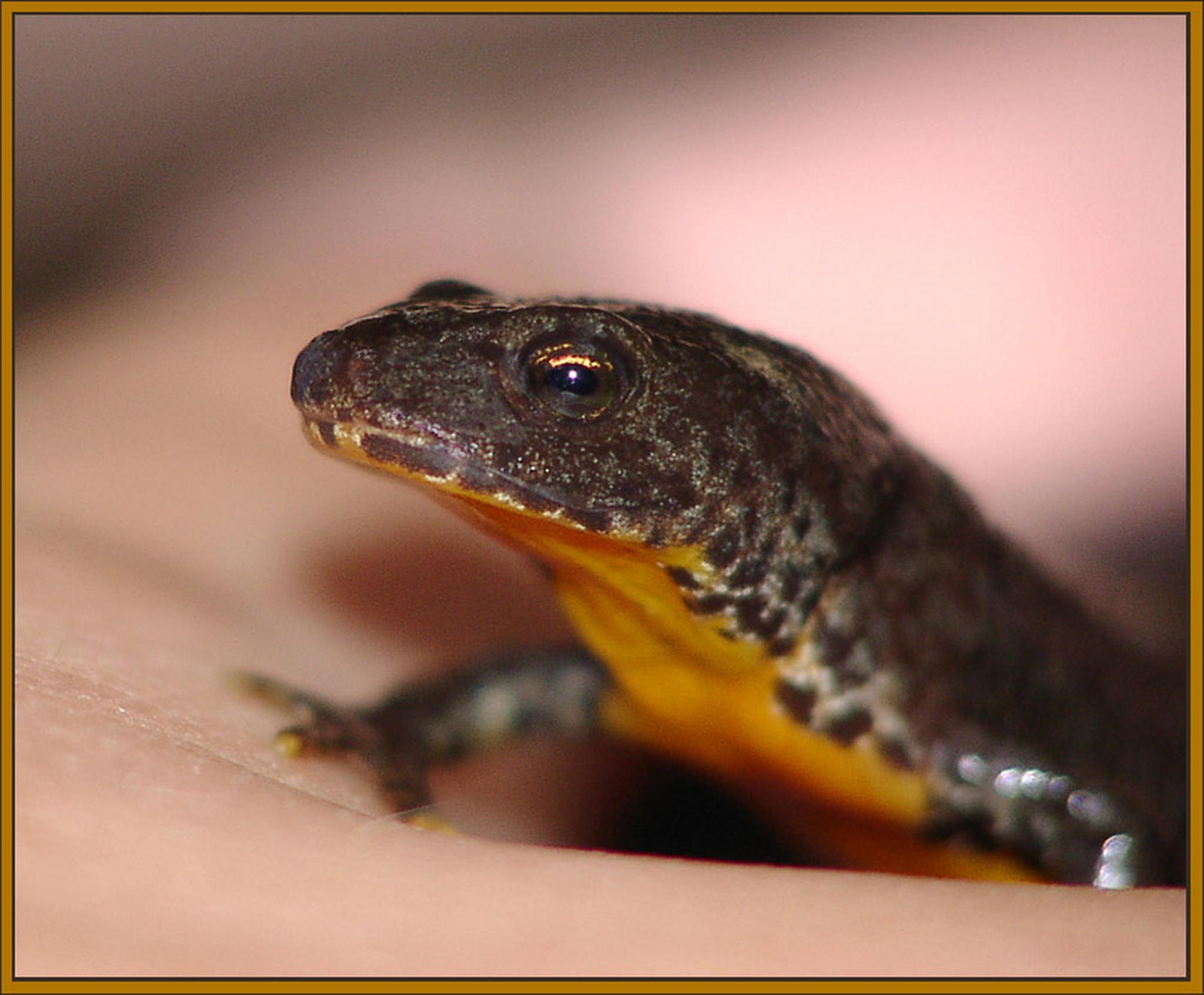 Ein junger molch 6013685884 o