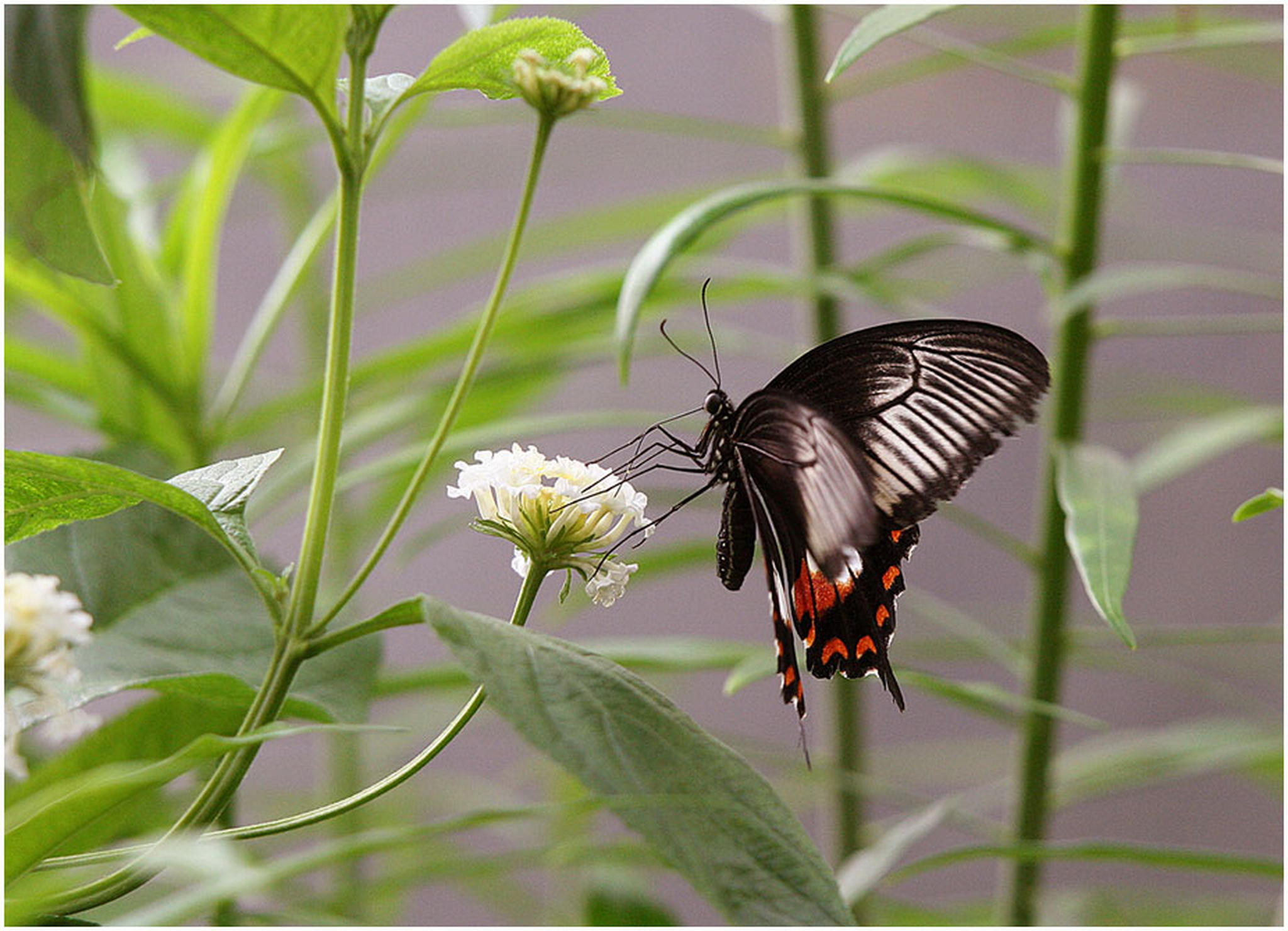 Ein schner dunkler falter 6011099542 o