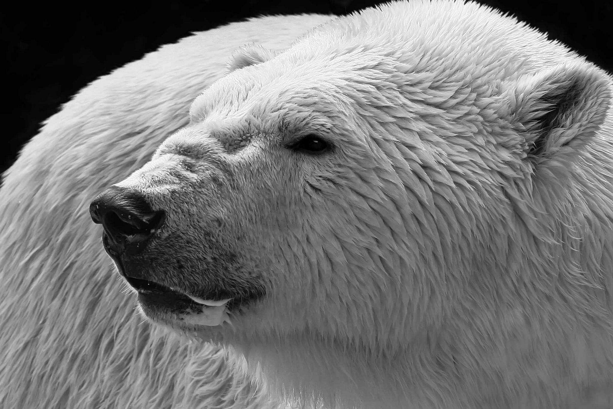 Eiskaltes brchen 13802055293 o