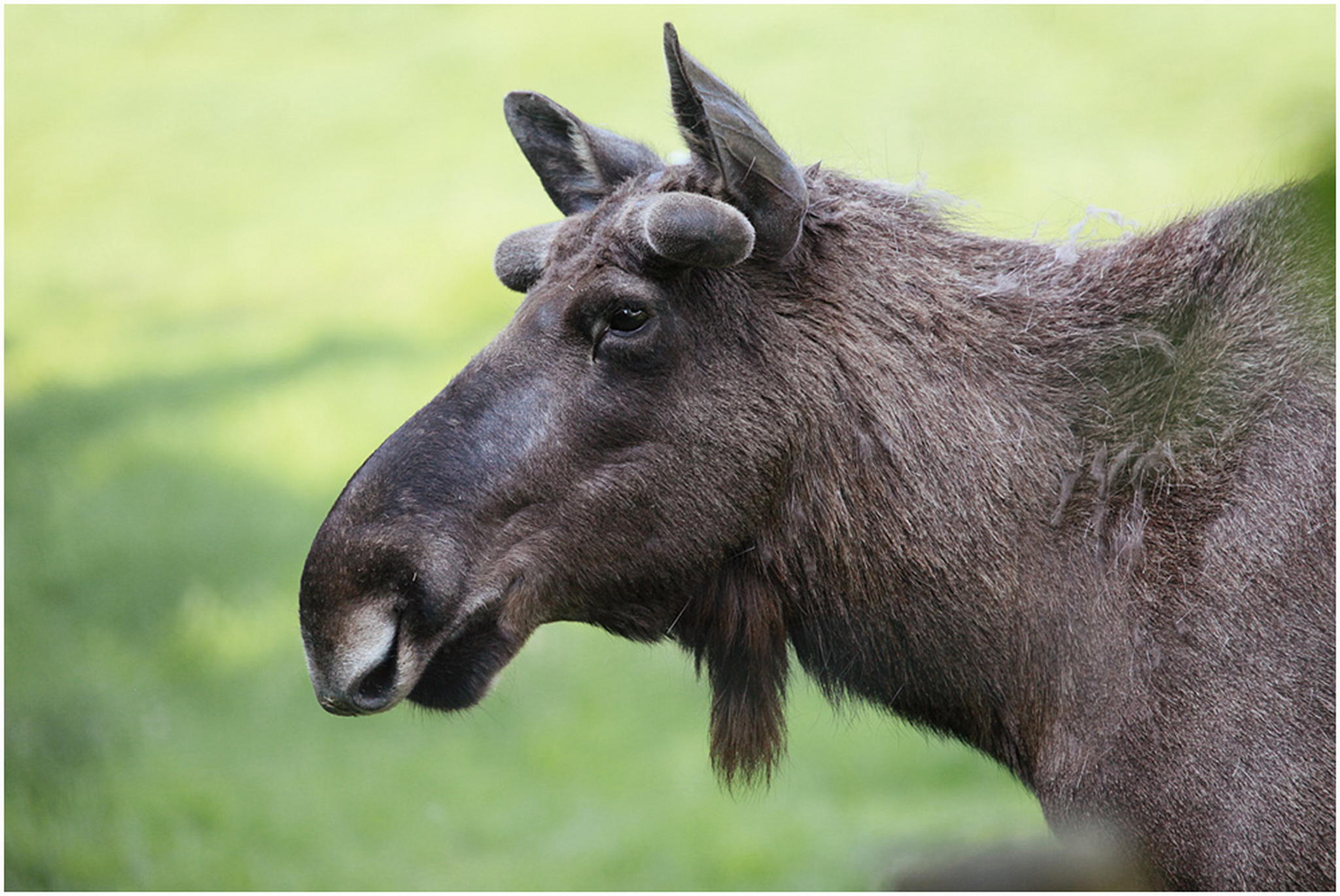 Elchtest 6010383355 o