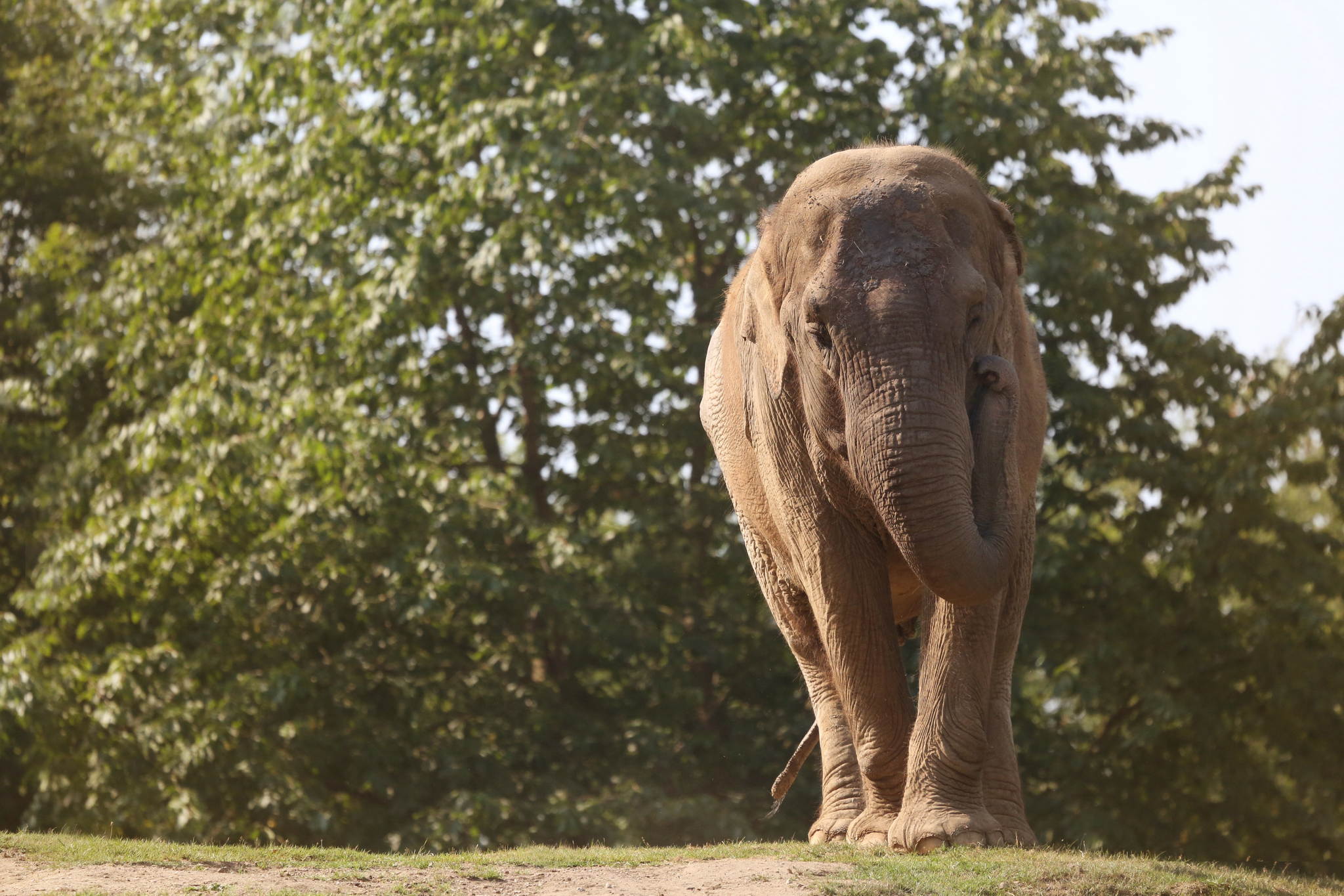 Elefant 14757694431 o