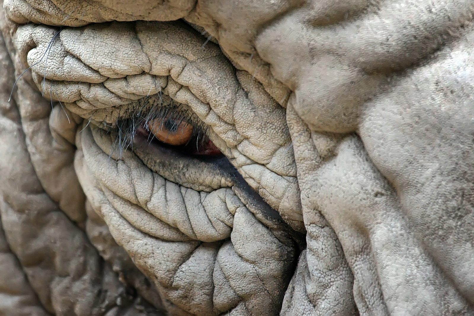 Elefant 7691896898 o