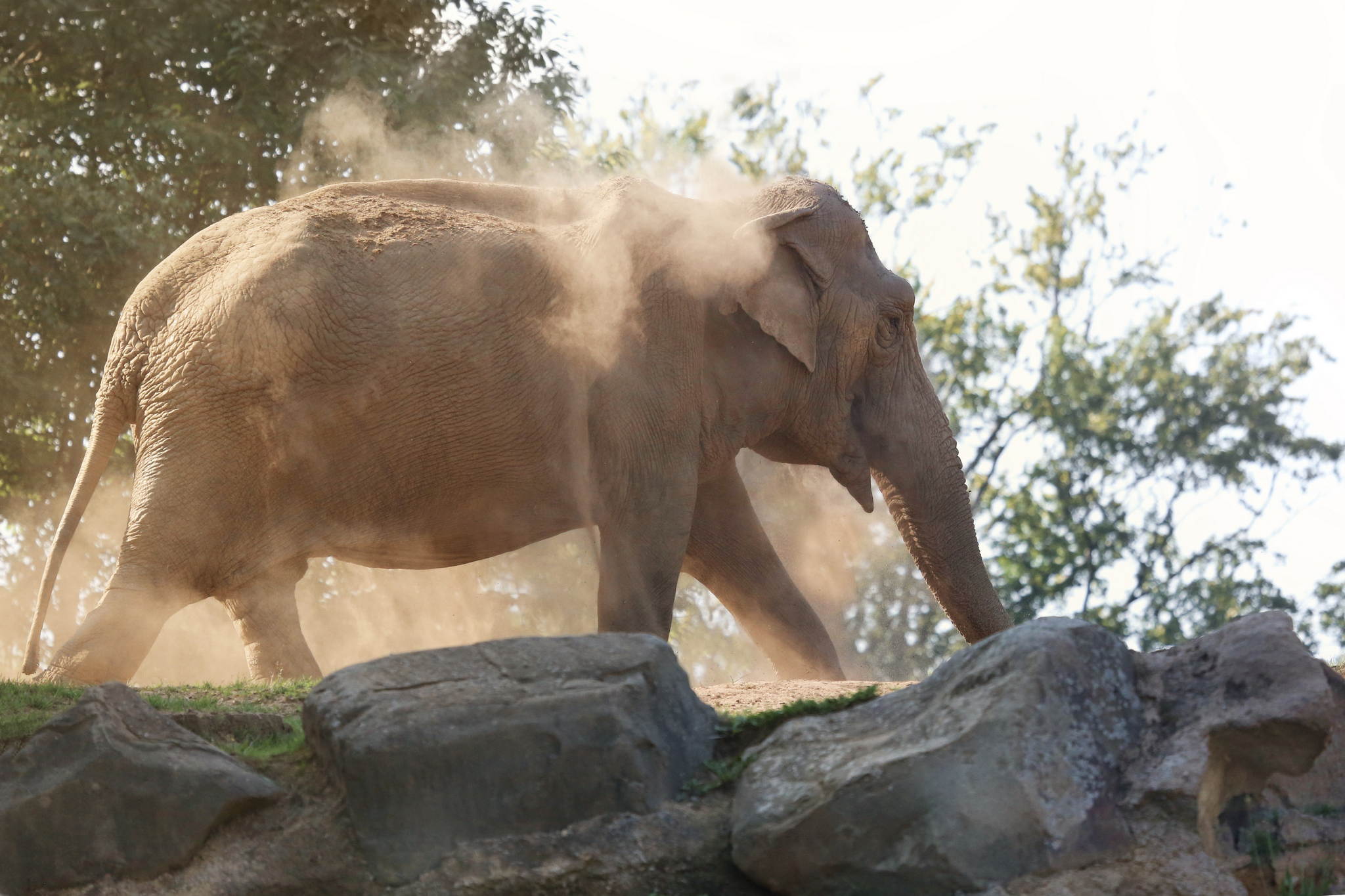 Elefants 14758521464 o