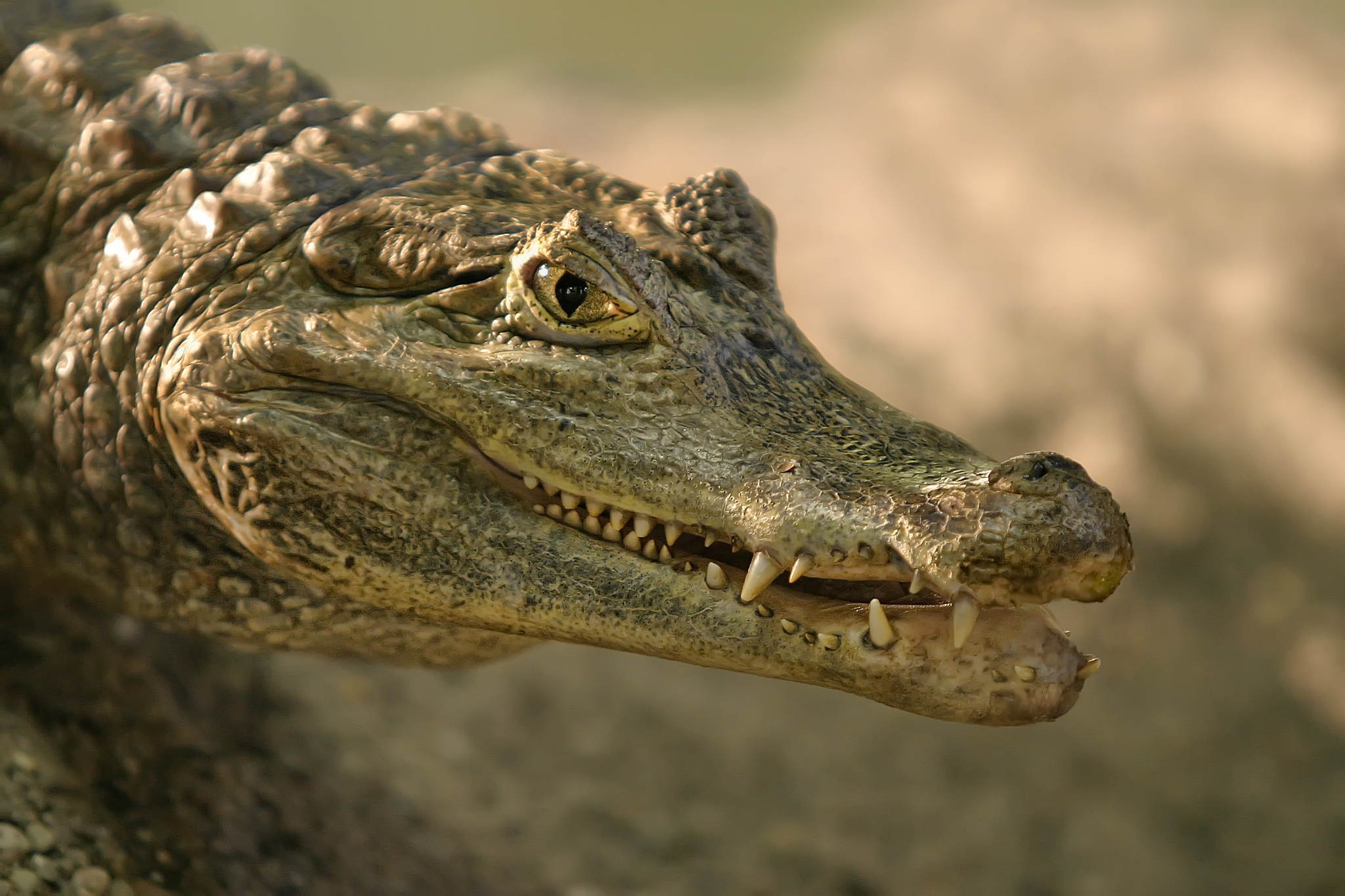 Er lchelt 13518269994 o