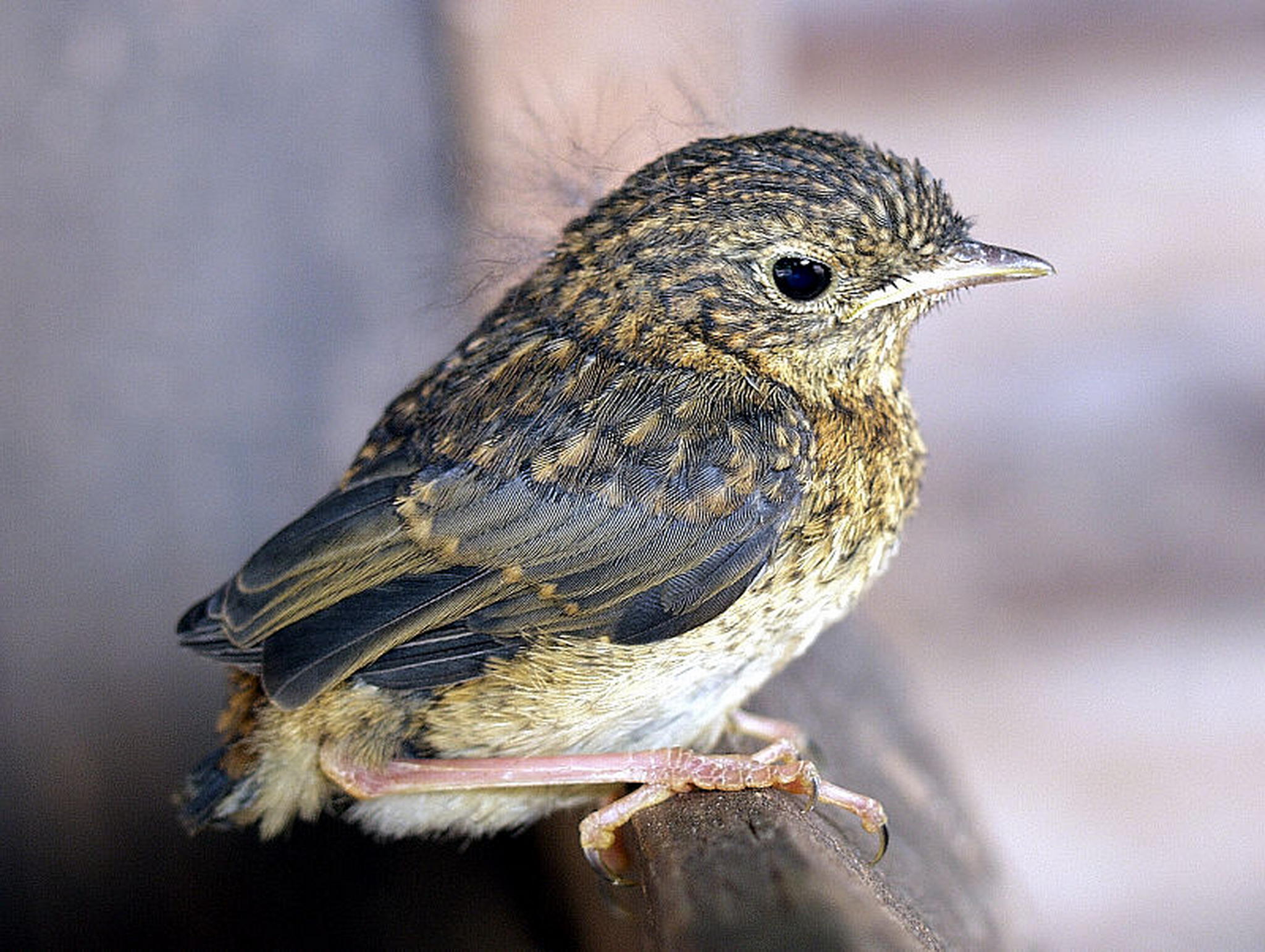 Erster ausflug 6013135247 o