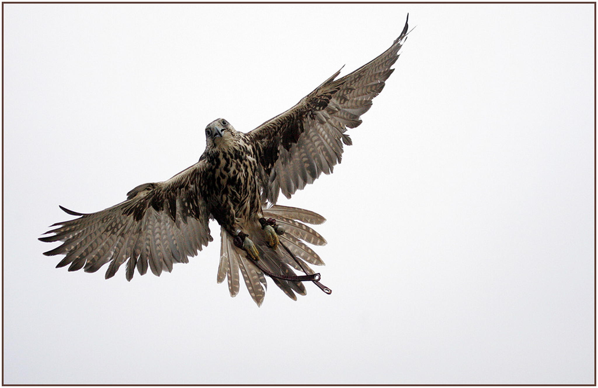 Erwischt 6010389639 o