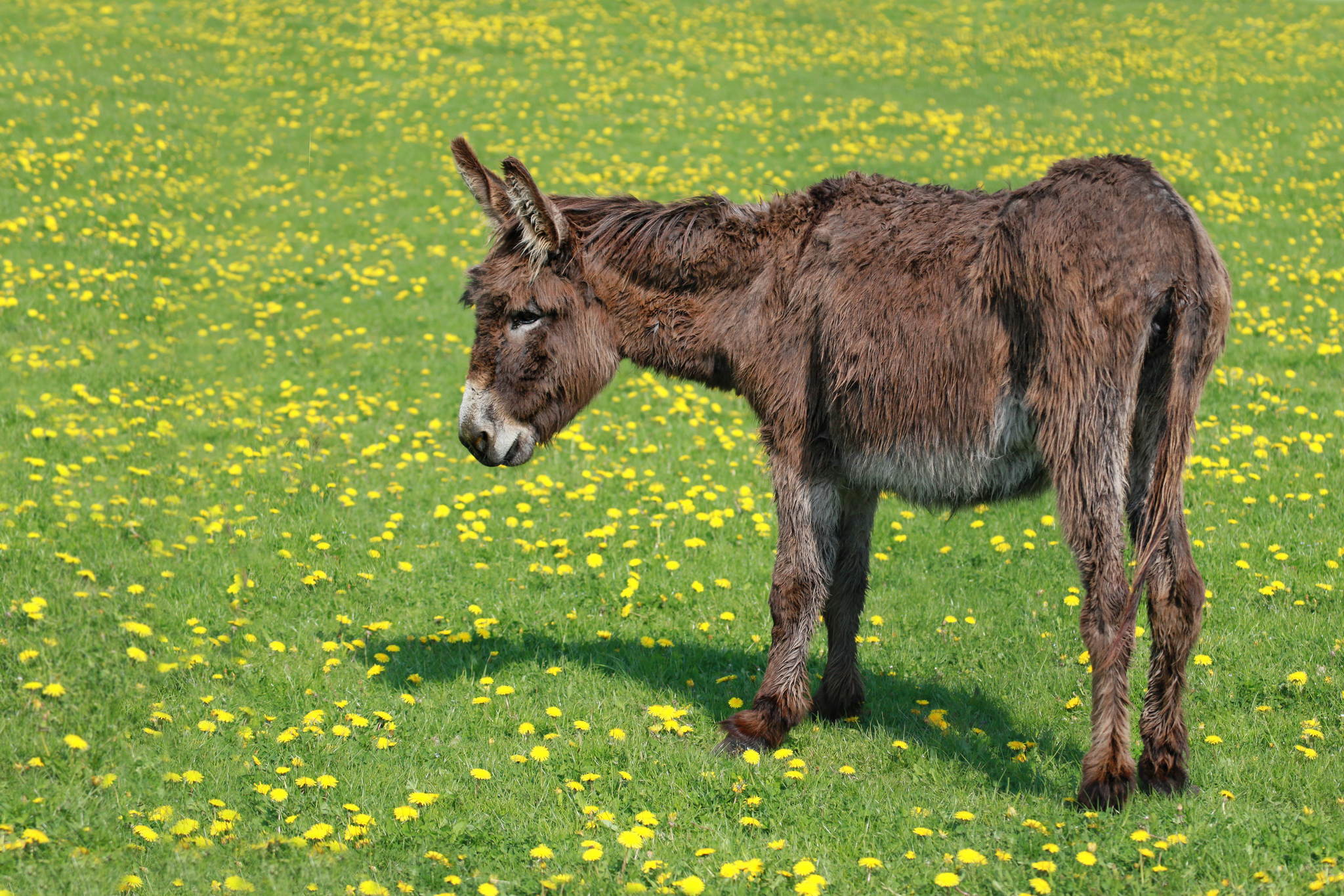 Eselchen 13411834143 o