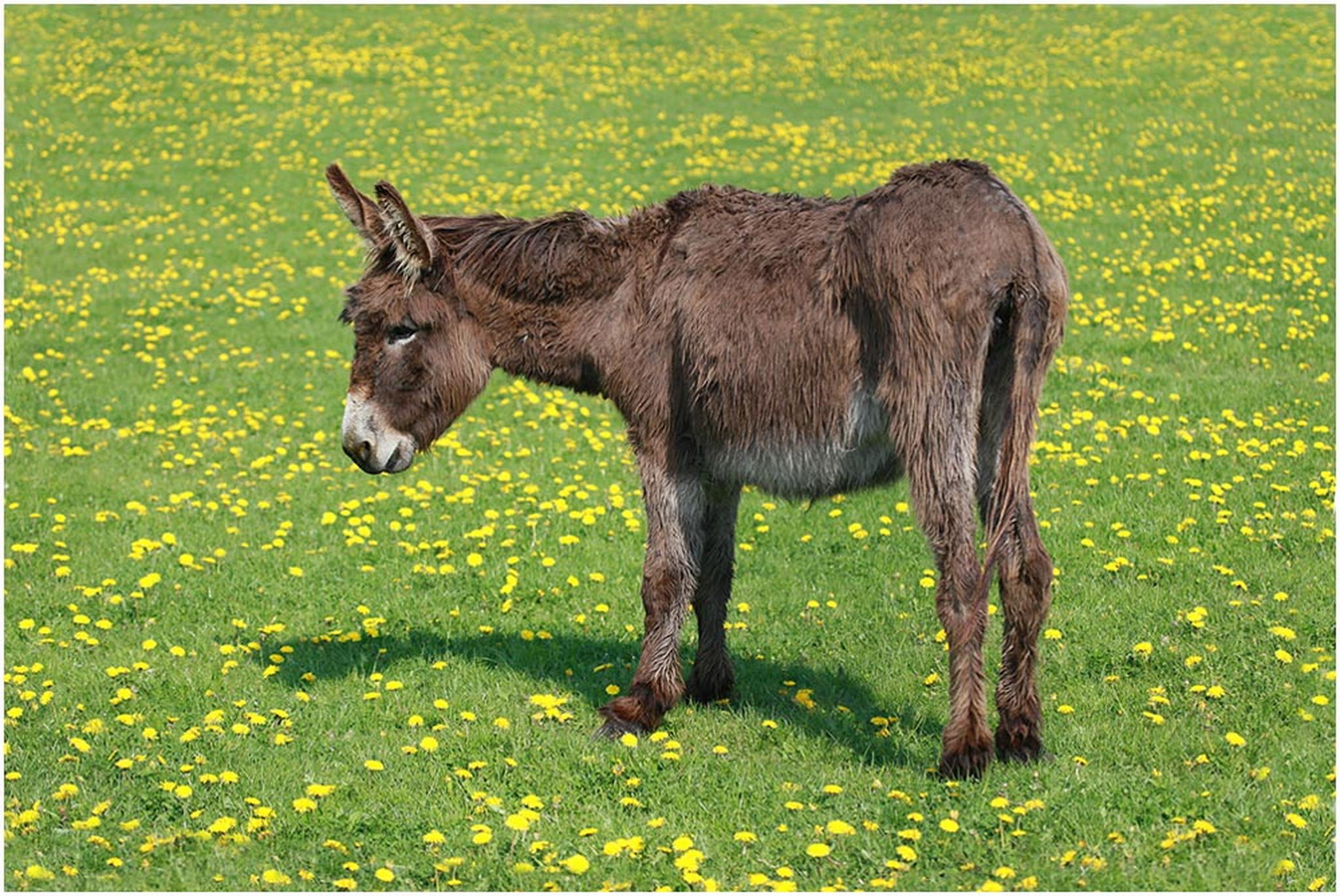 Eselchen 6010932396 o