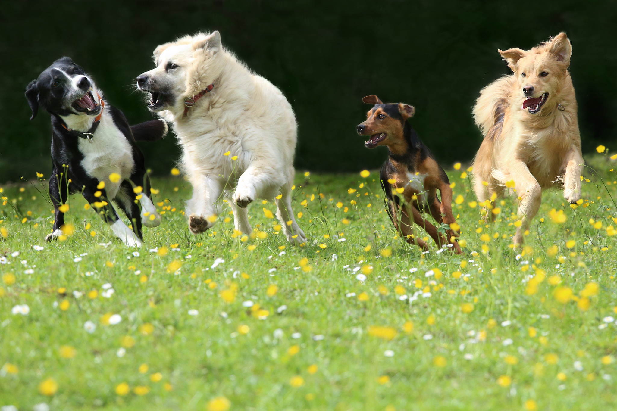 Familienbande 17739516162 o