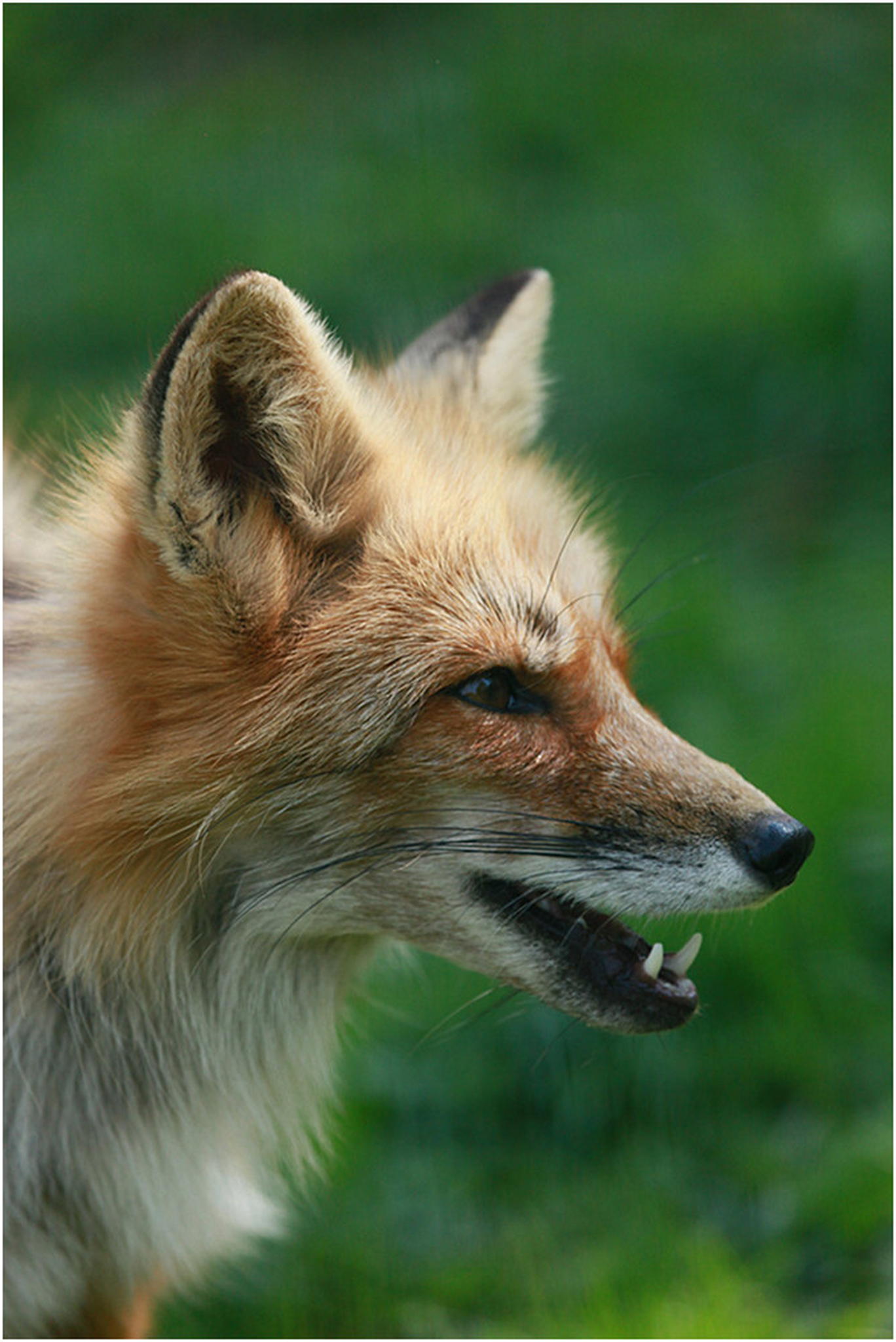 Fchslein 6010383011 o