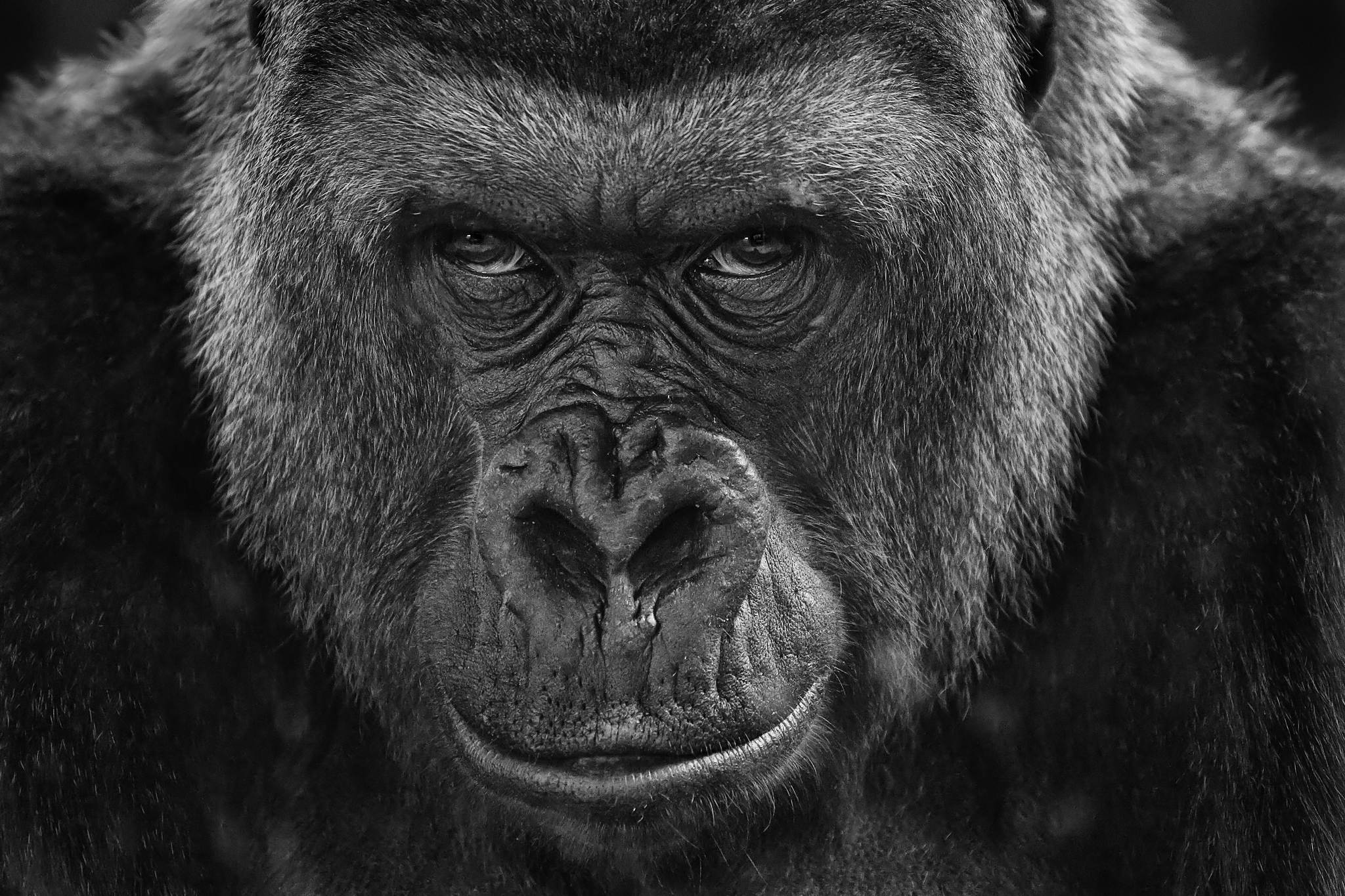 Ffchen 19835704790 o