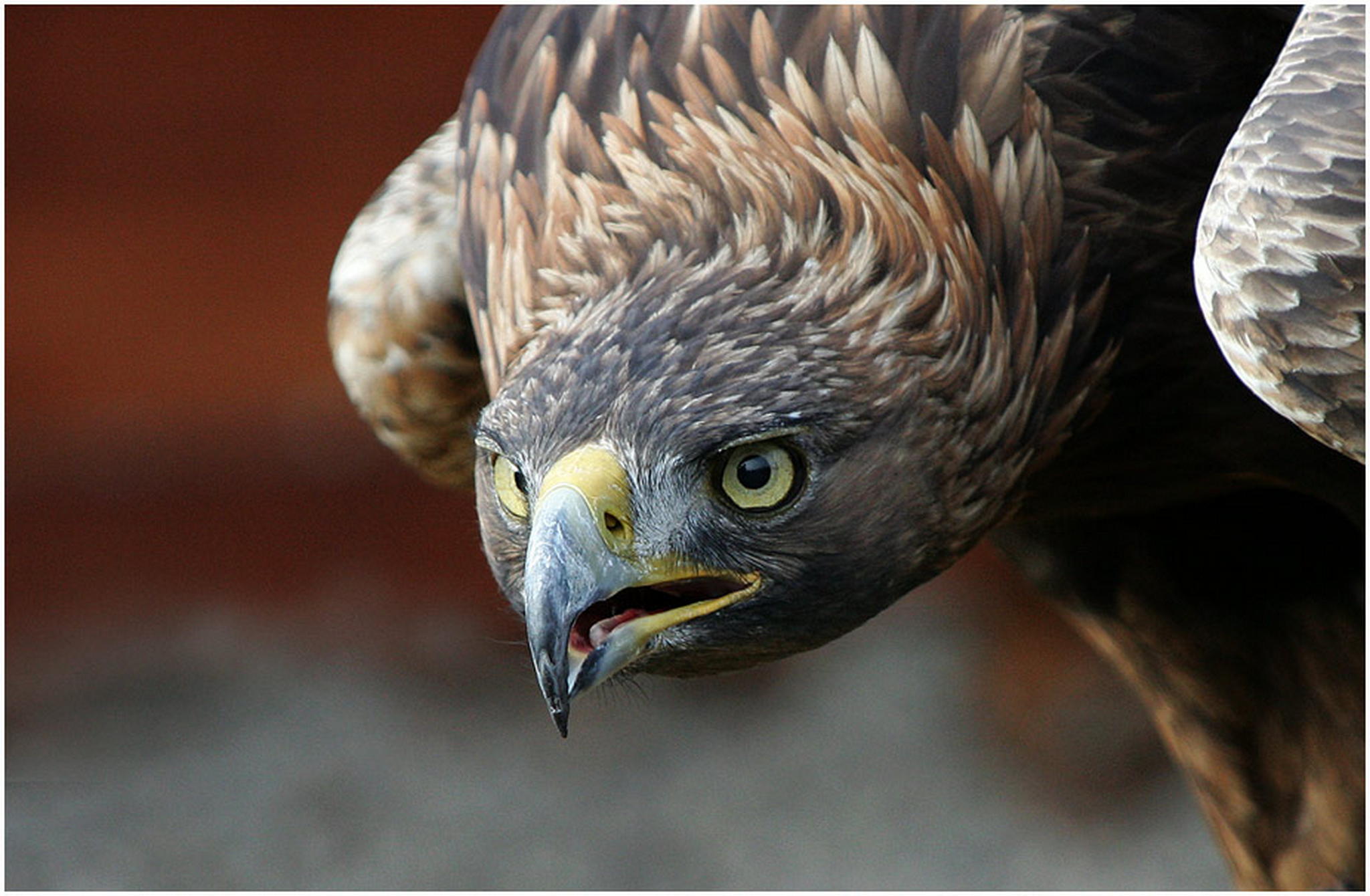 Fixiert 6010390125 o