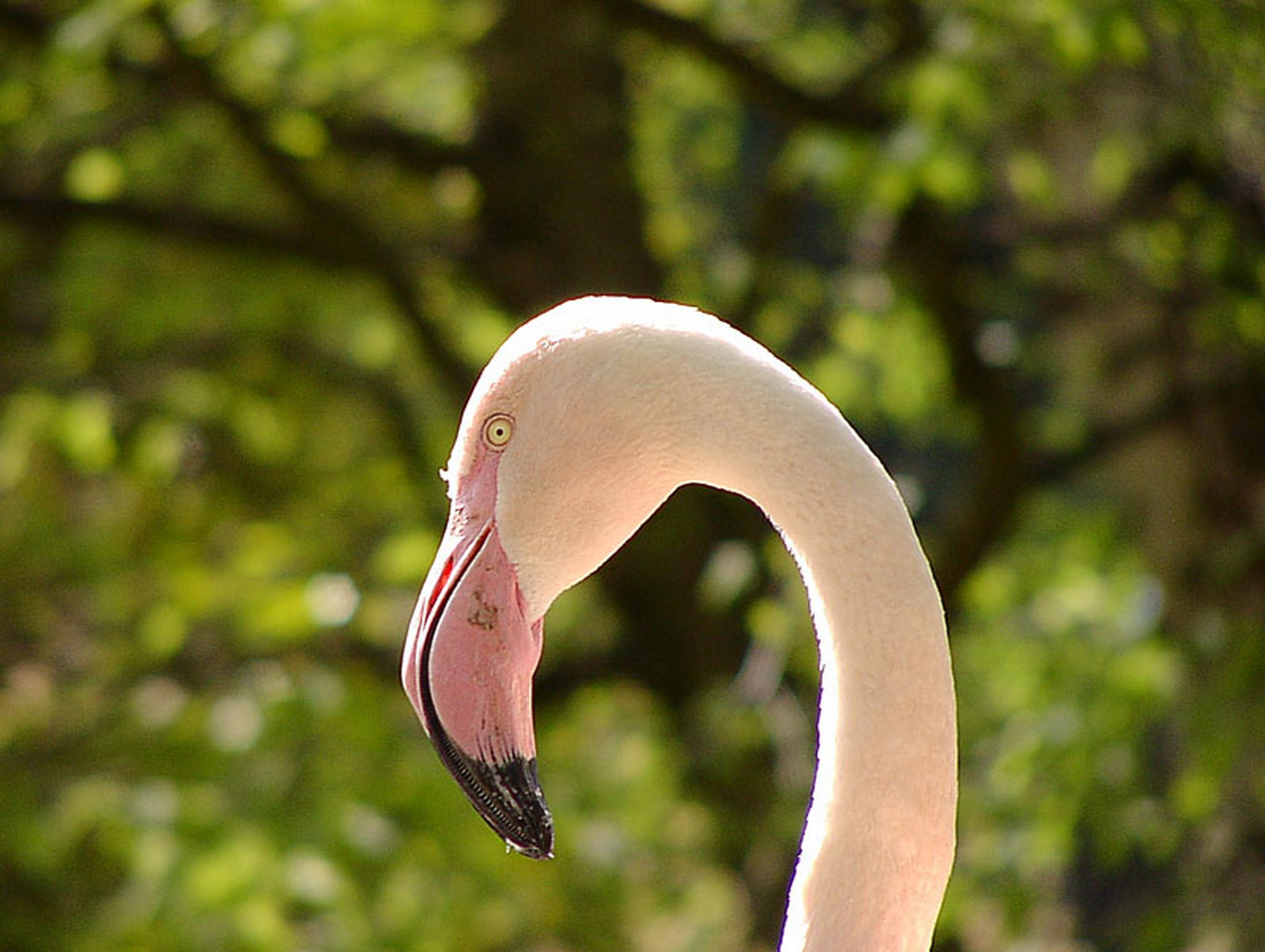 Flamingo im zoo neunkirchen 6013134701 o