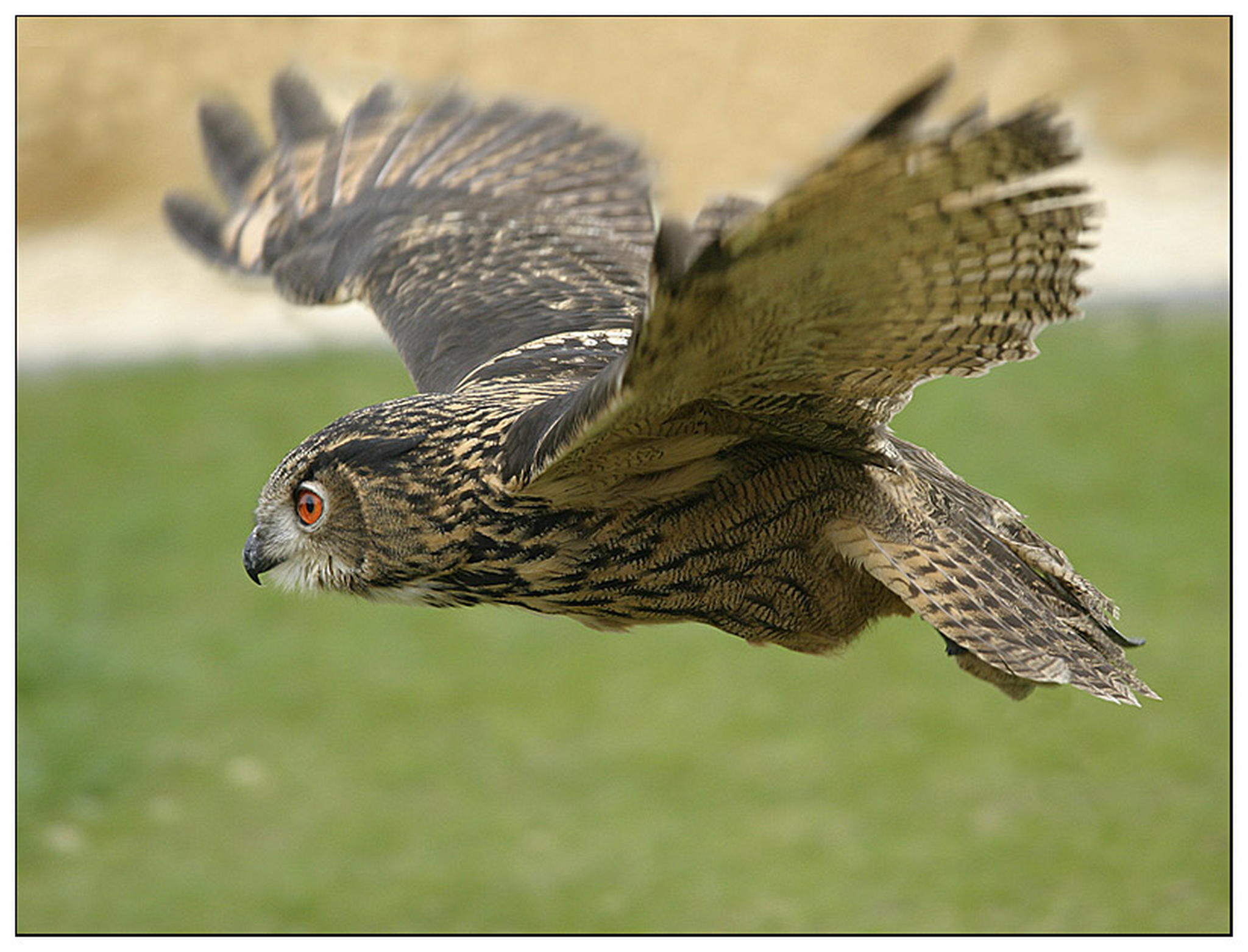 Fliegender alleskleber 6010827465 o