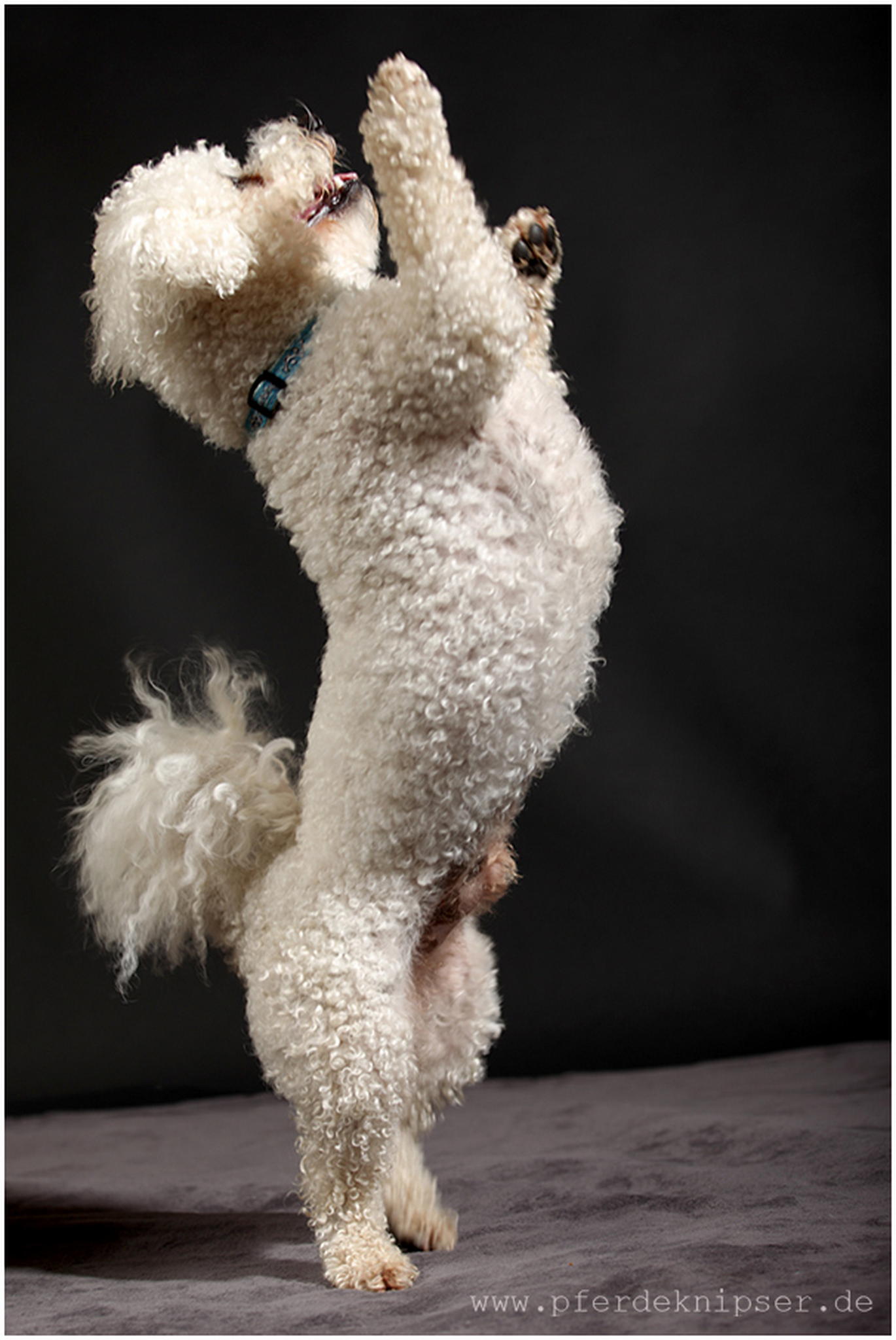 Fr ein leckerli 6010461883 o