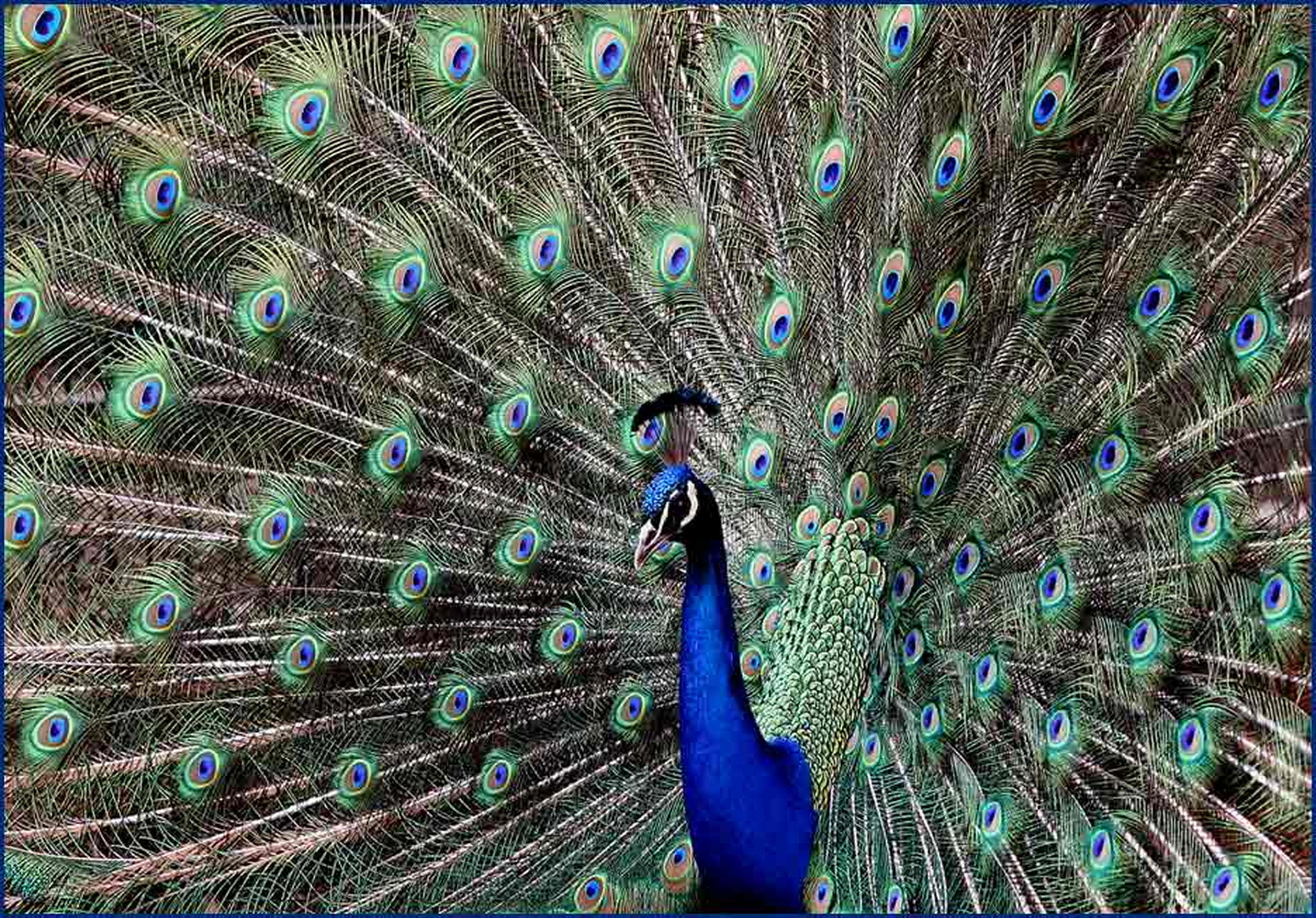 Frhlingsrad 6010522743 o