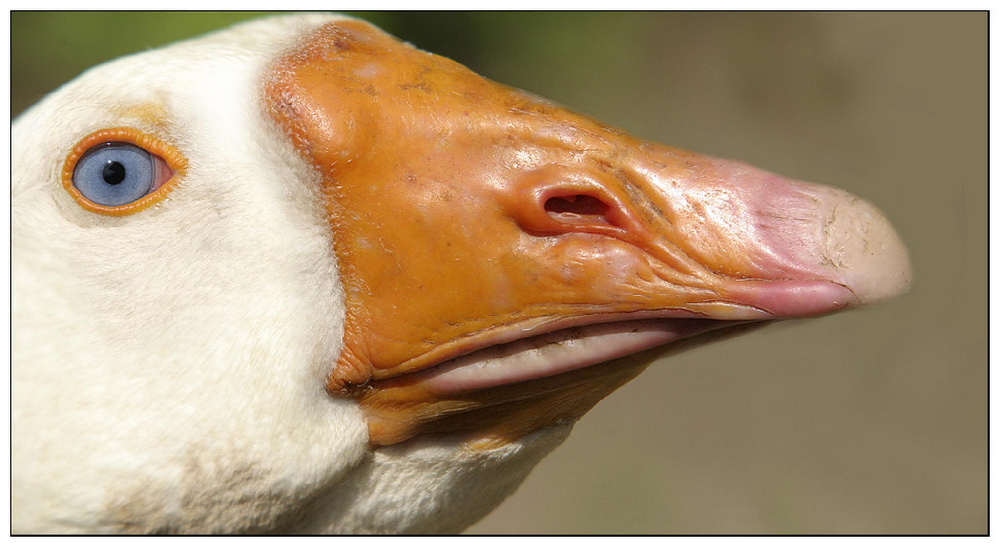 Gansnah 6011377000 o