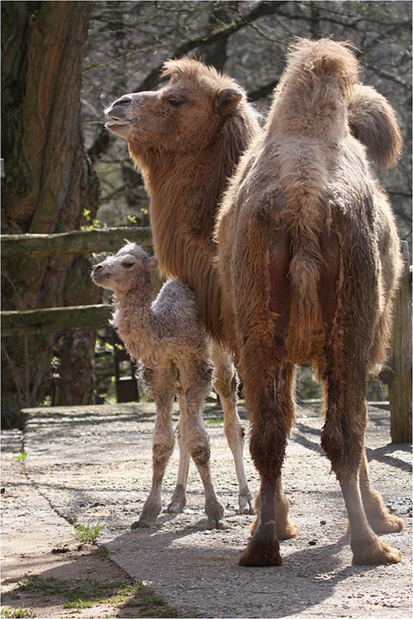 Ganz frisch 6010385197 o