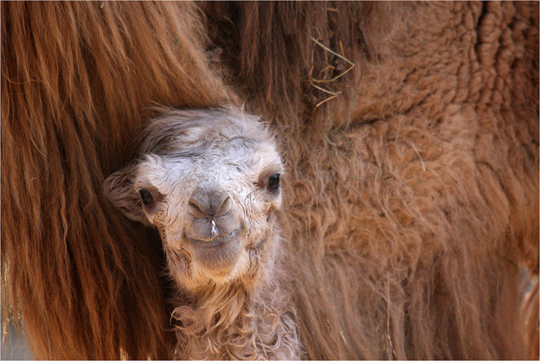 Ganz frisches trampeltier 6010933816 o