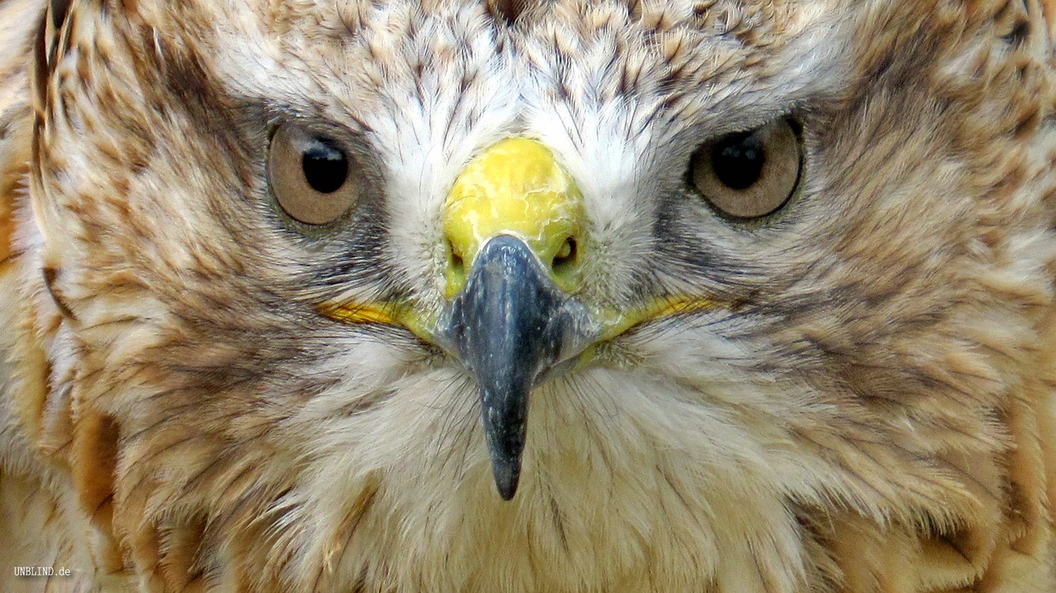 Ganz nahe 6044492069 o