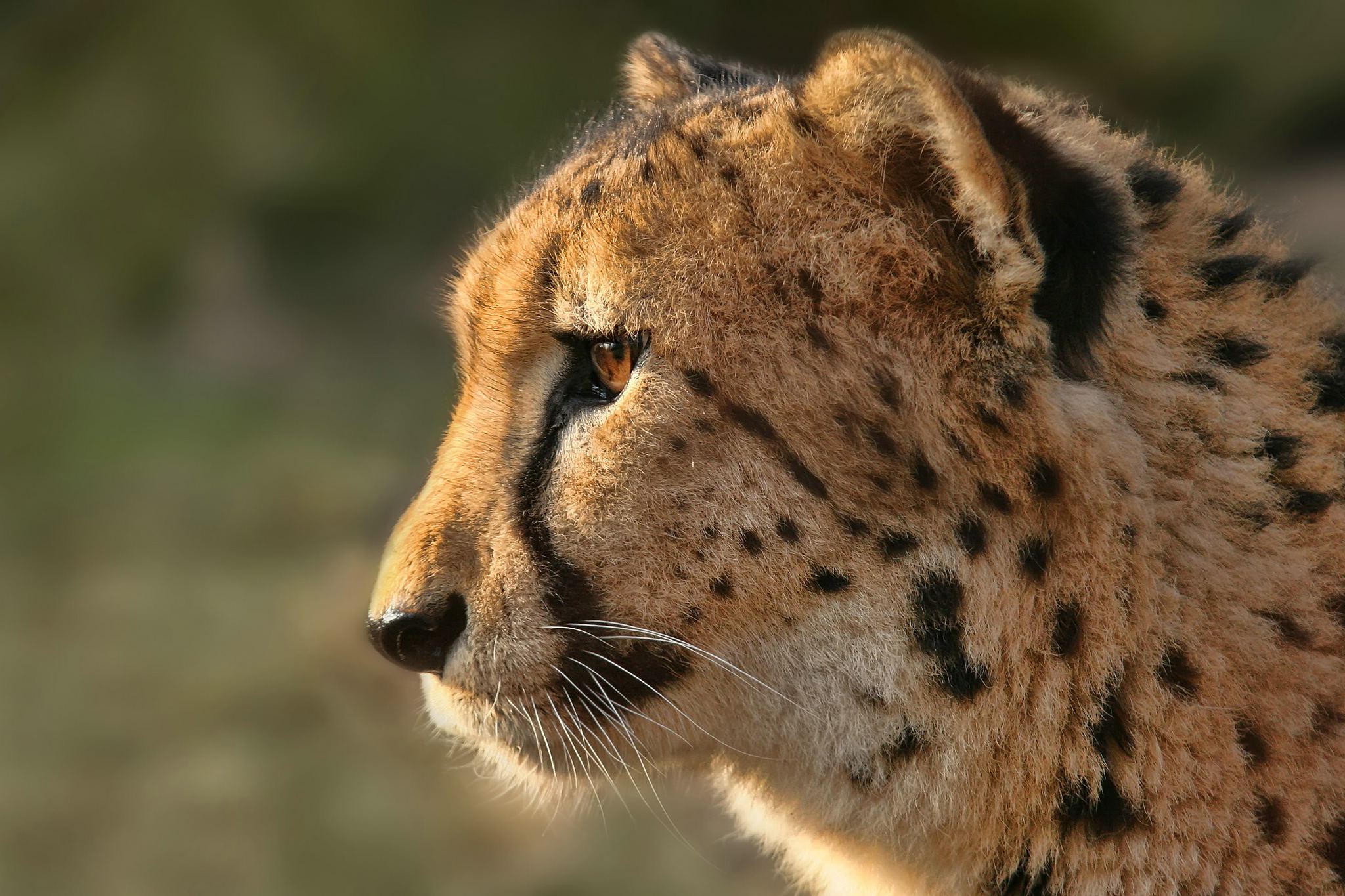 Gepard 13597755013 o