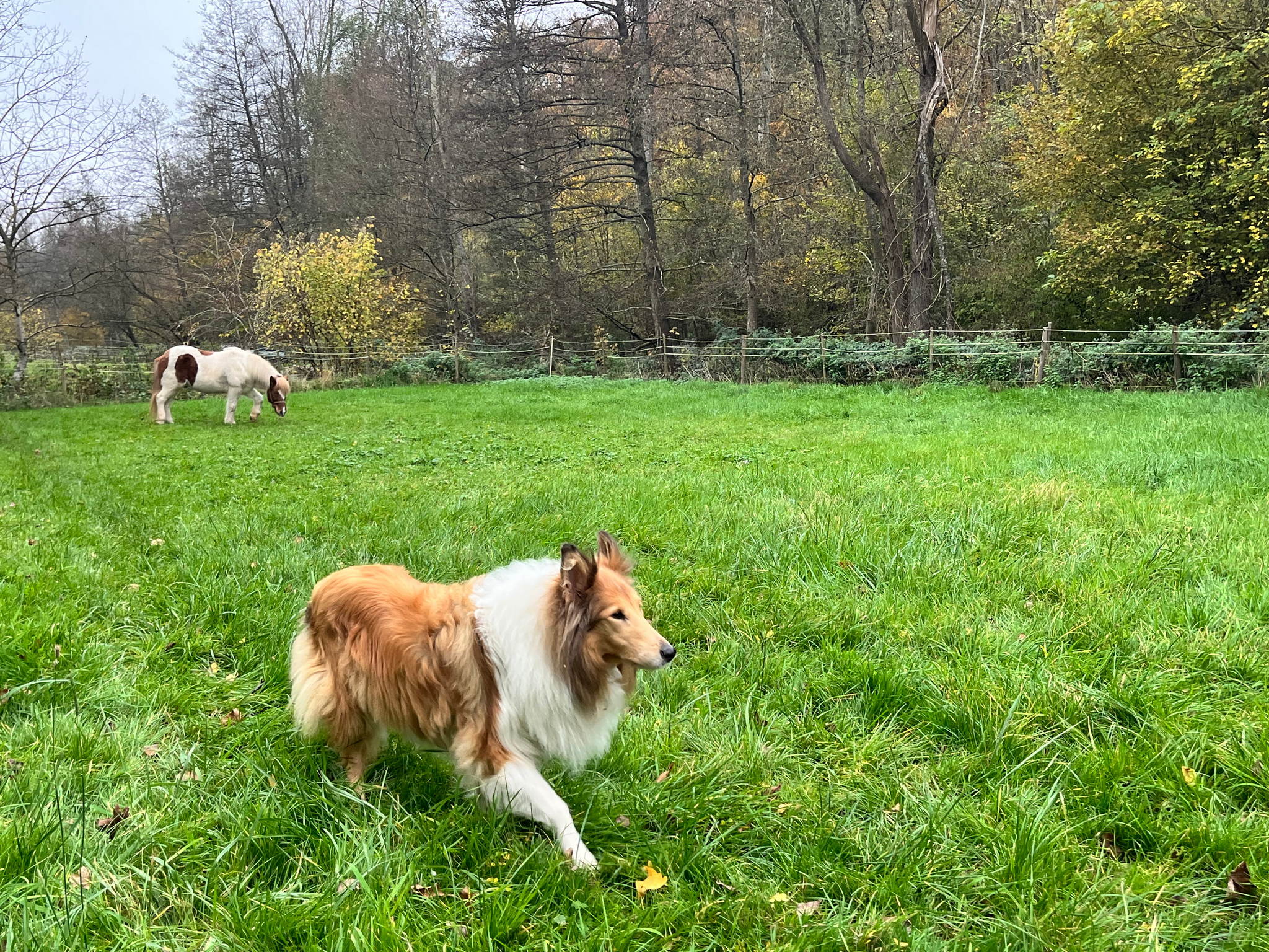 Geschecktes 54125991137 o