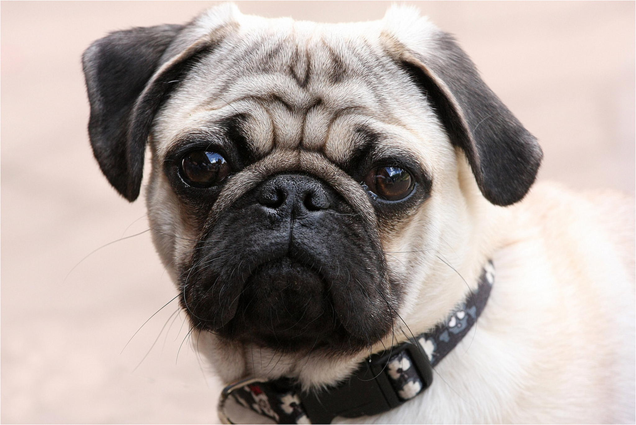 Gestern war ich mal mpse knipsen 6011012784 o