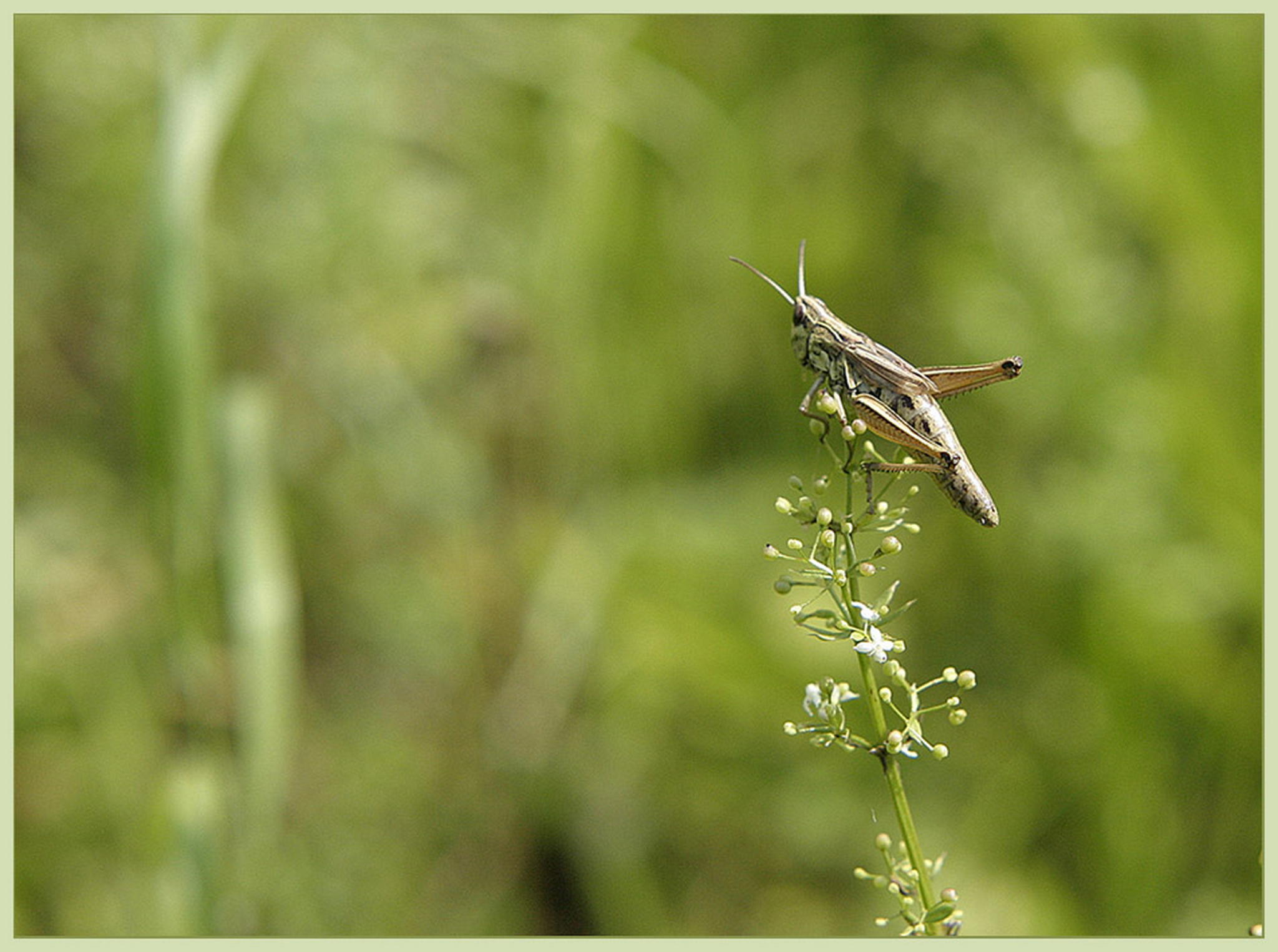 Gipfelstrmer 6010824895 o