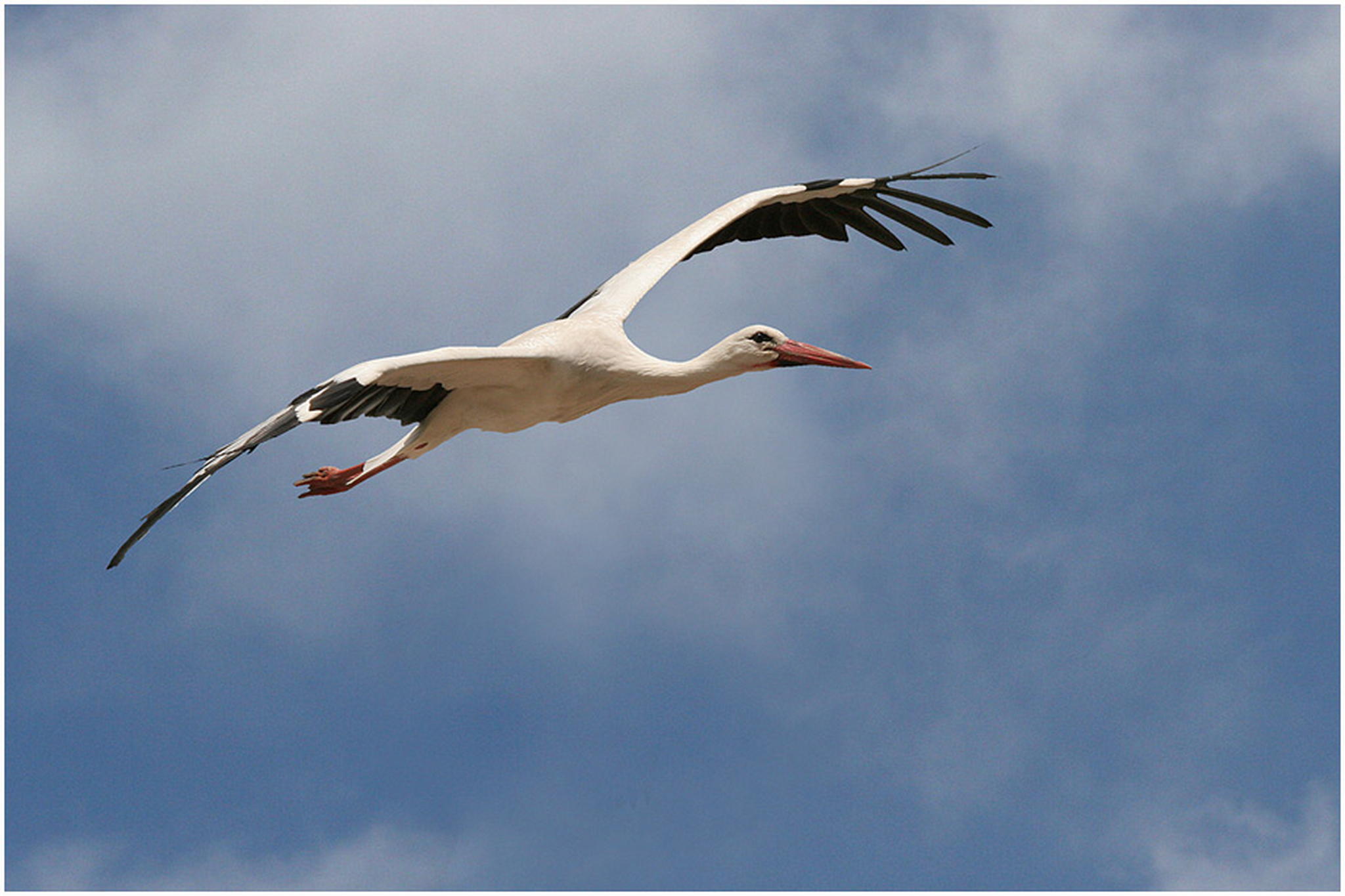 Glckstreffer 6010522081 o