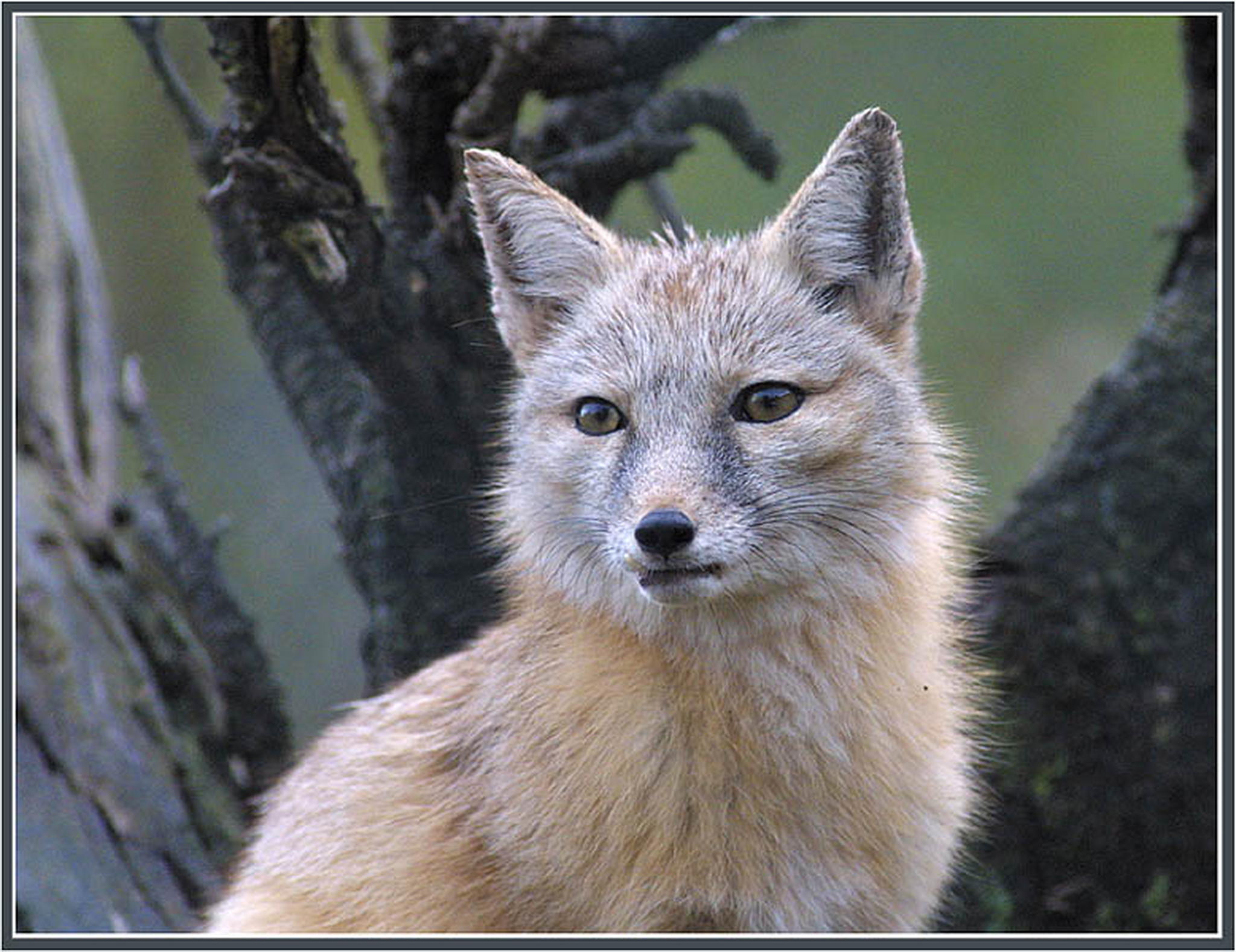 Gleich gibts futter 6013140577 o