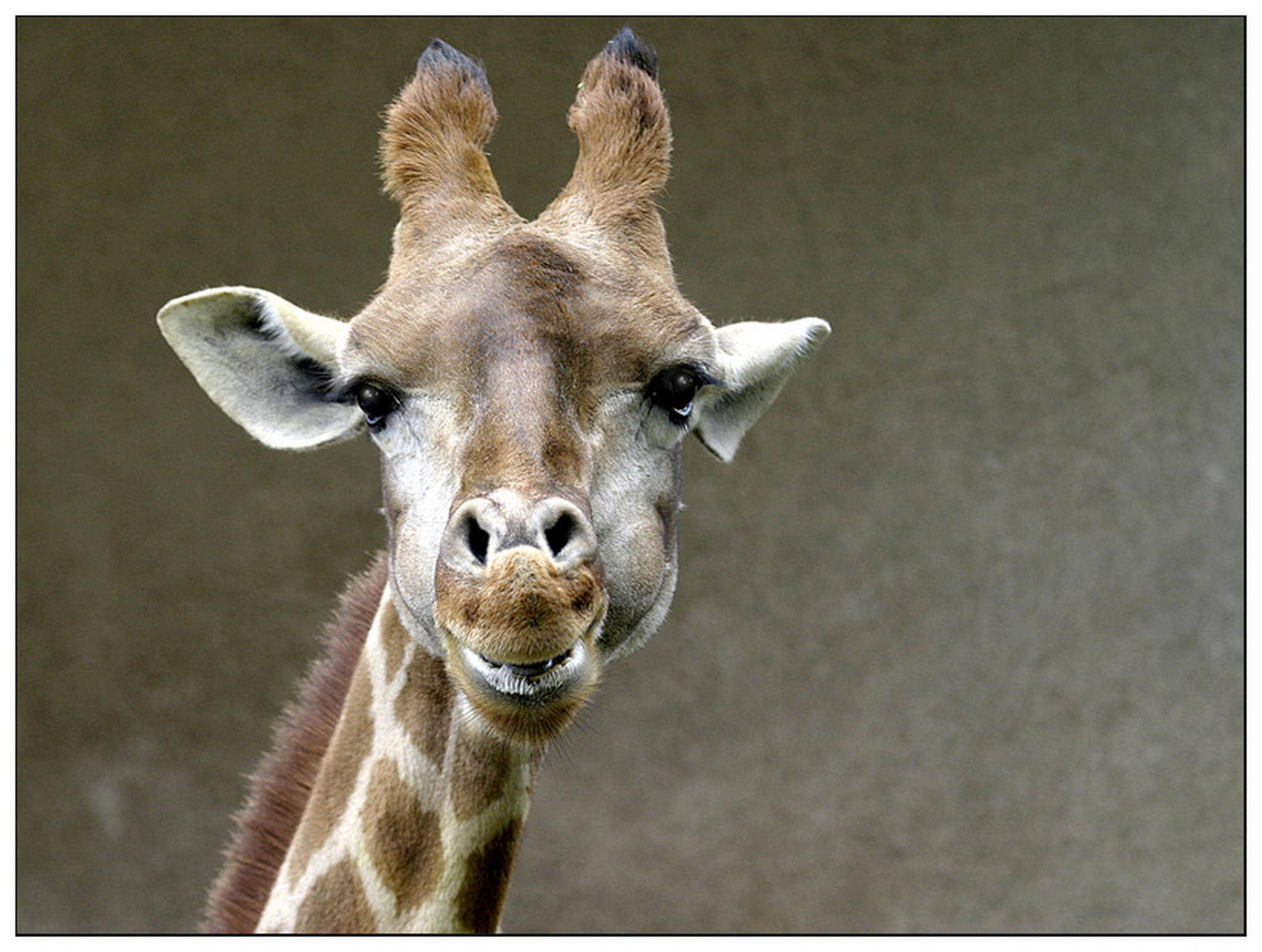 Grinser 6010827033 o