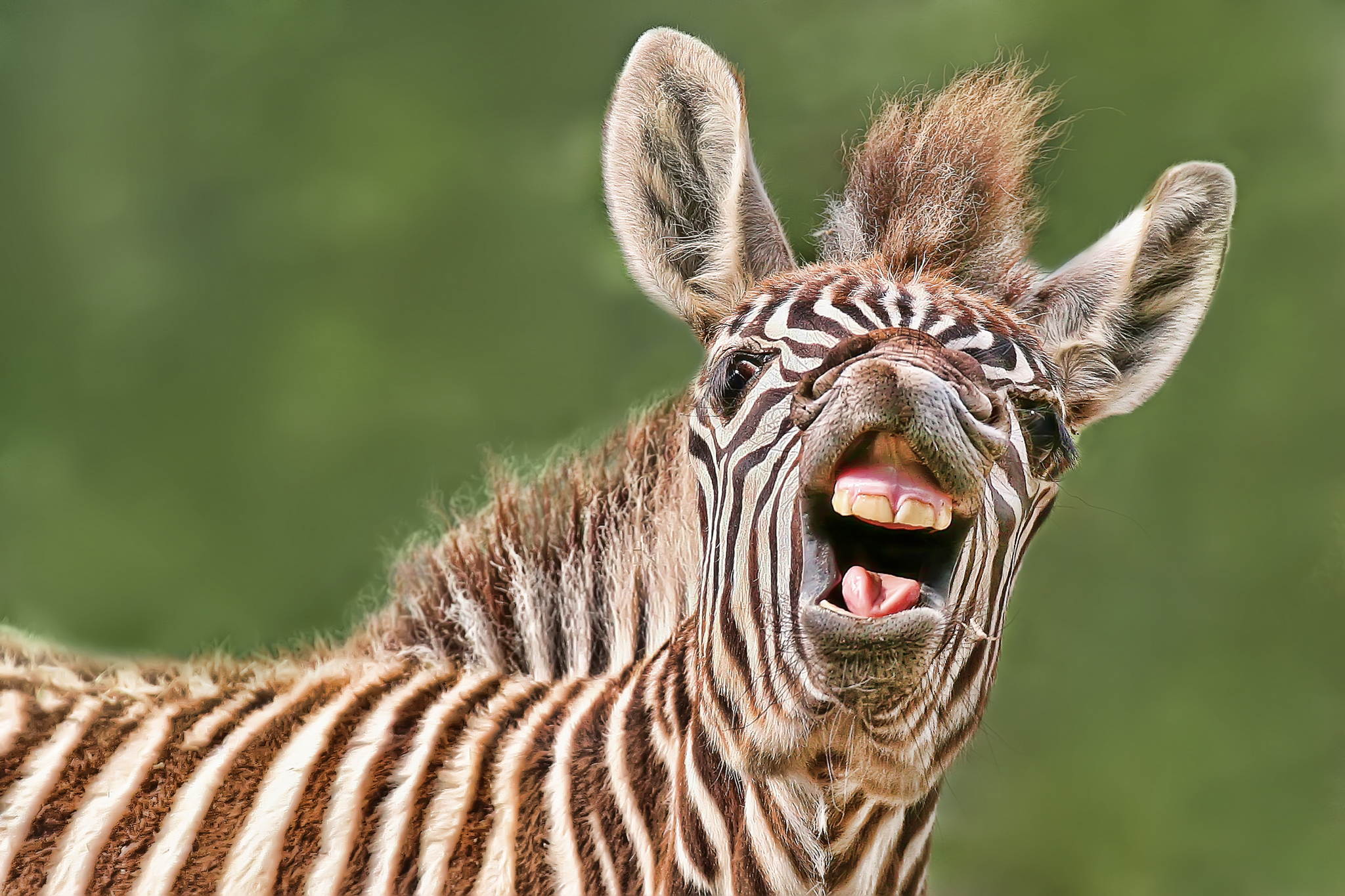 Guten morgen 13375957985 o